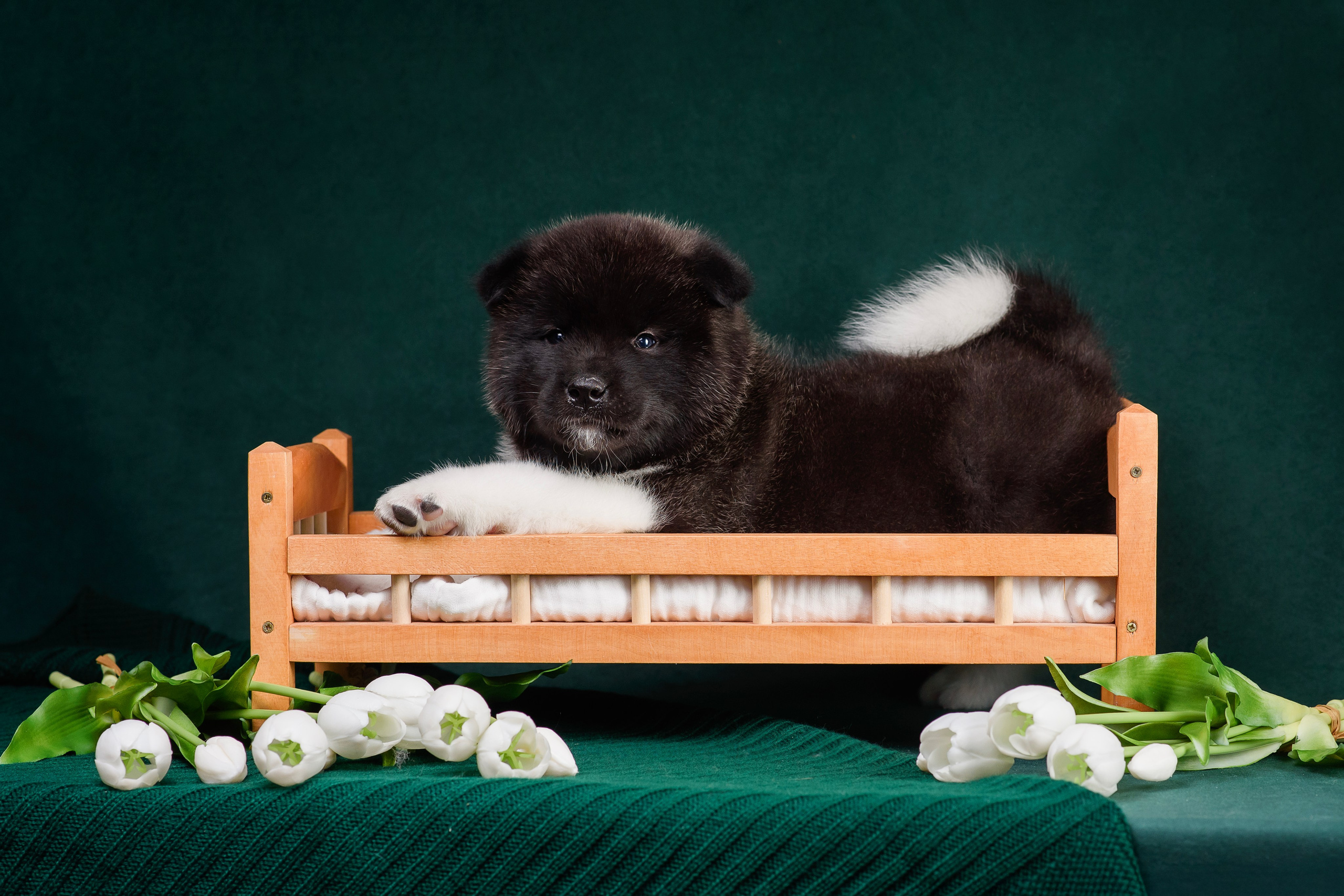 Щенки Американской Акиты. Фотограф — Анималист | Анна Абрамова