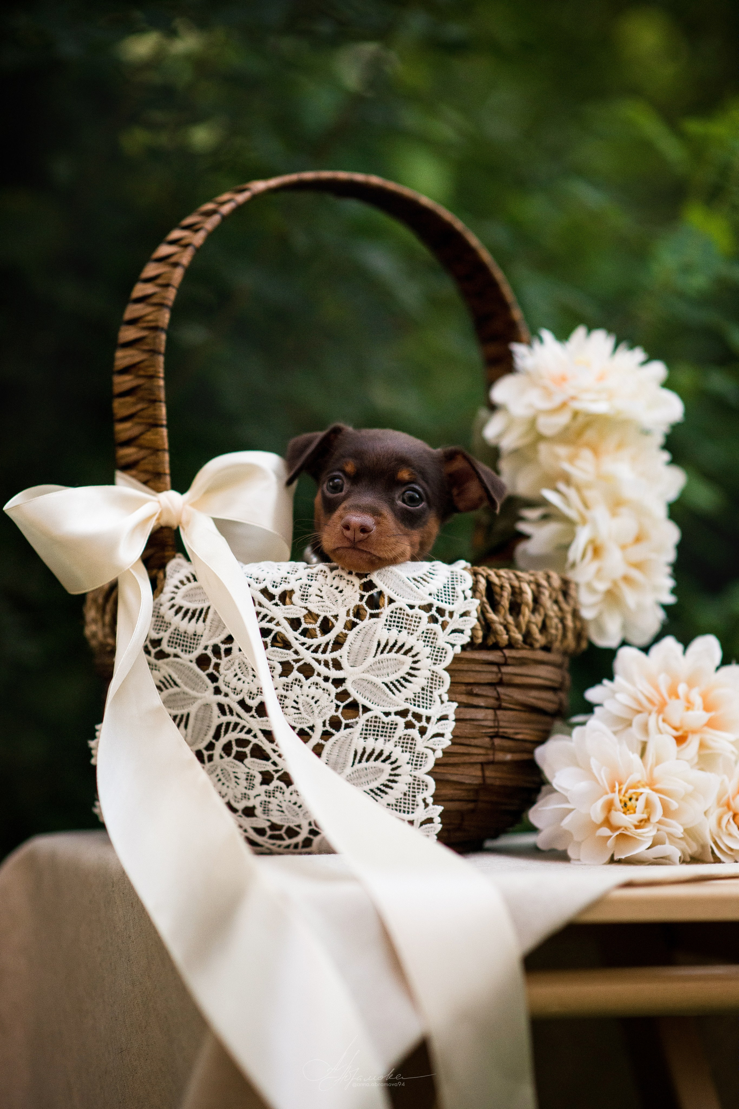 Щенки пражских крысариков — 06.08.2023. Фотограф — Анималист | Анна Абрамова