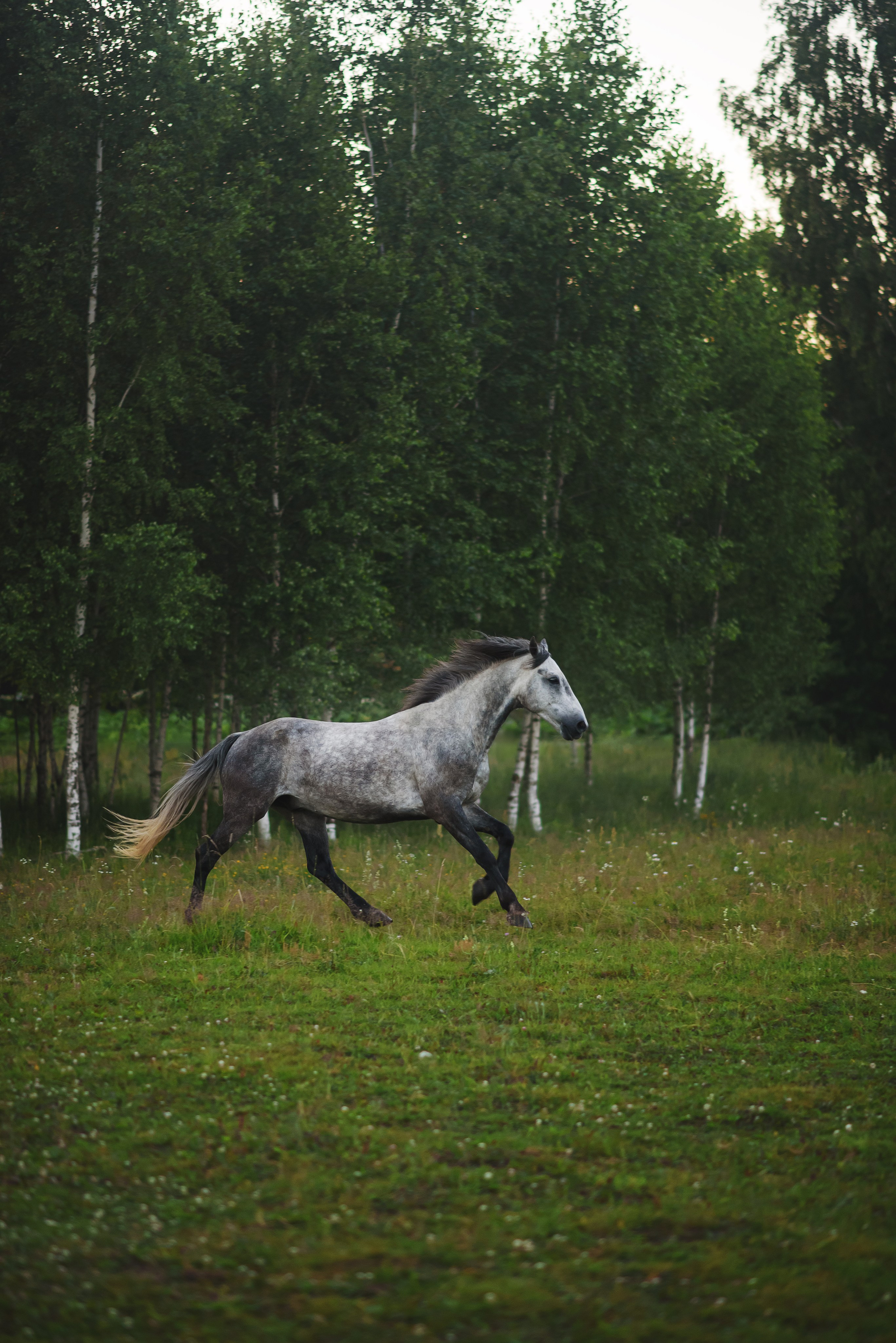 Дакар и Рамина — 29.06.2024. Фотограф — Анималист | Анна Абрамова