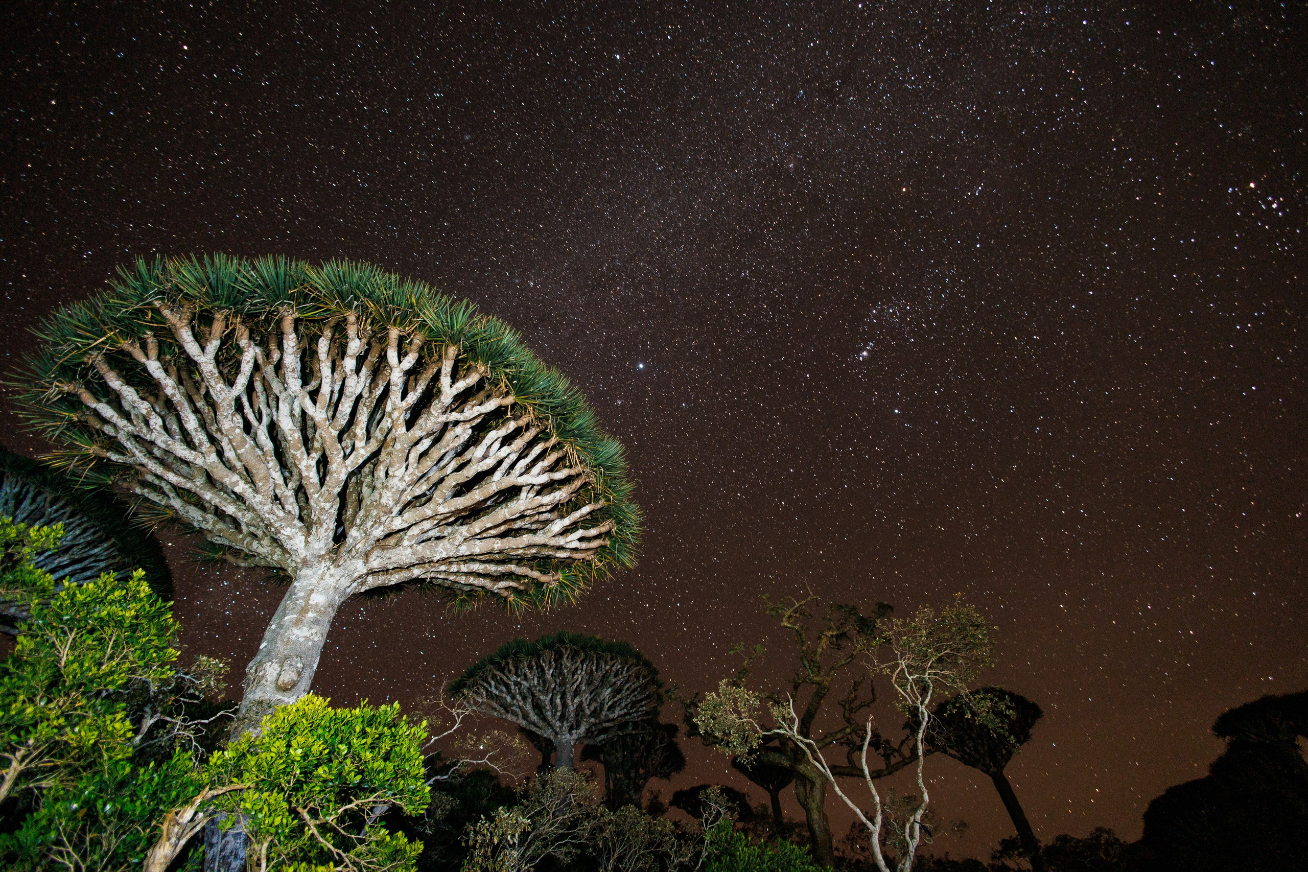 Socotra