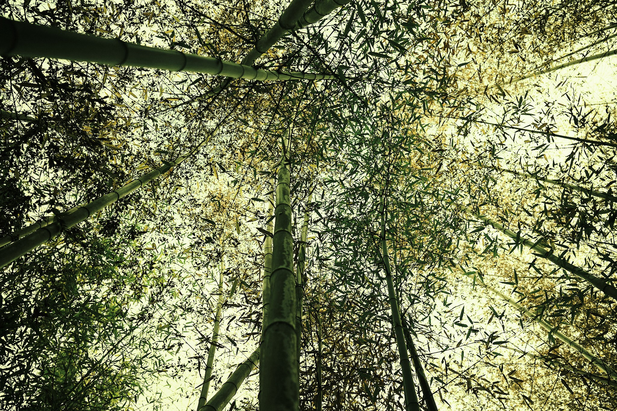 Фотограф Владимир Кононенко