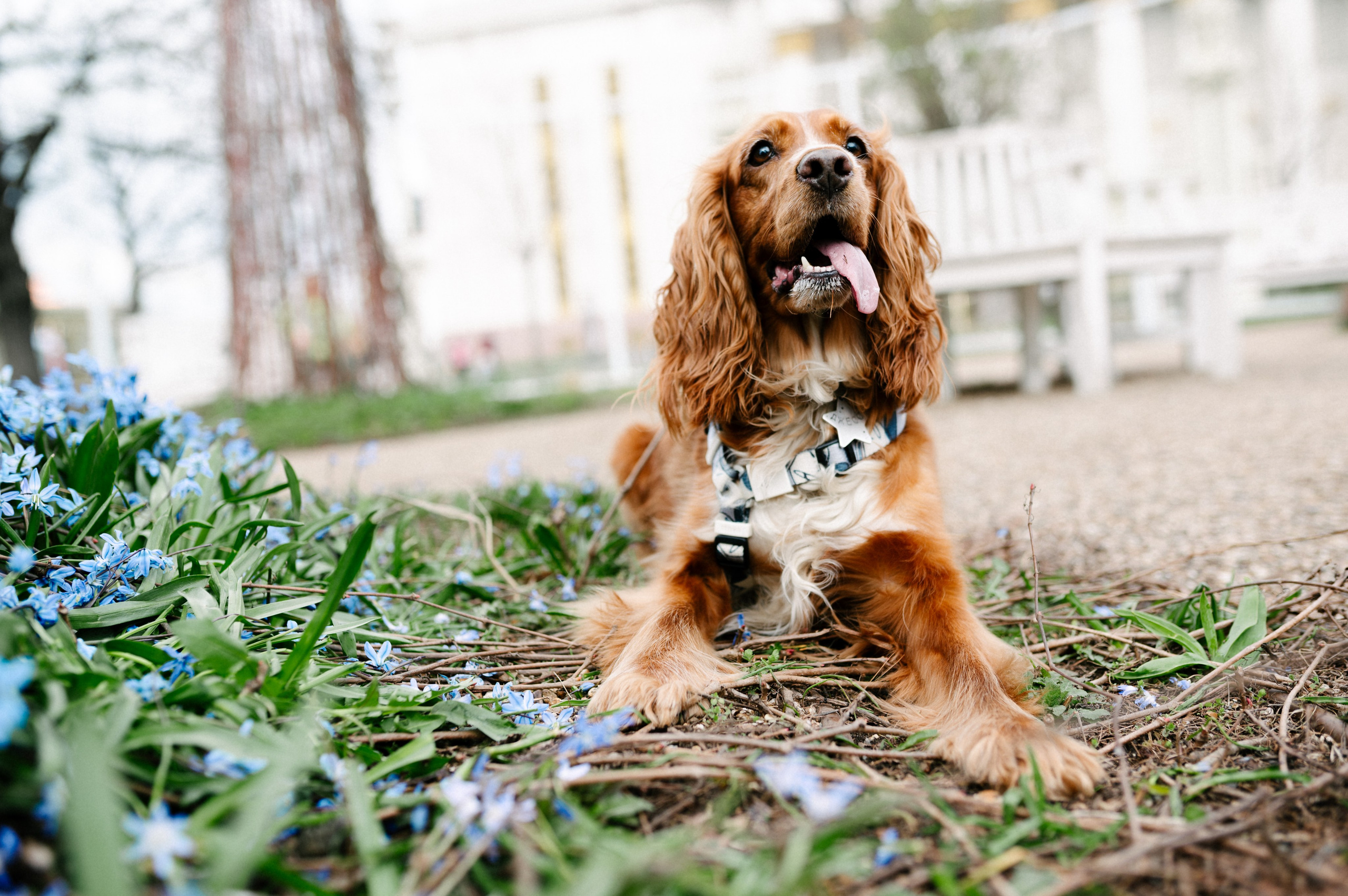 Рыжая команда. Фотограф анималист в Москве Ольга Агушева