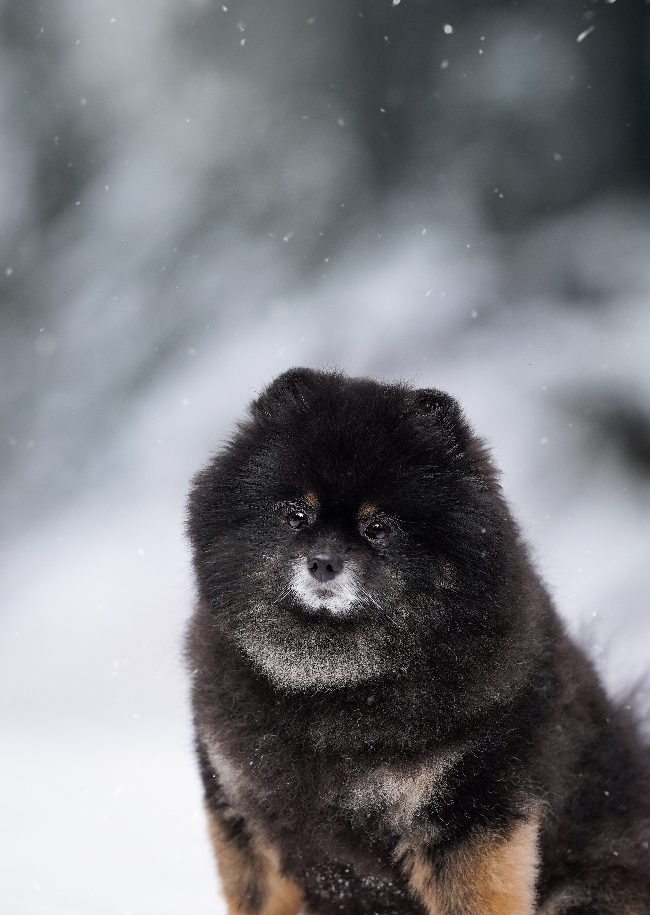 Бенчи и Арчи. Фотограф-анималист в Санкт-Петербурге Яна Мартынова