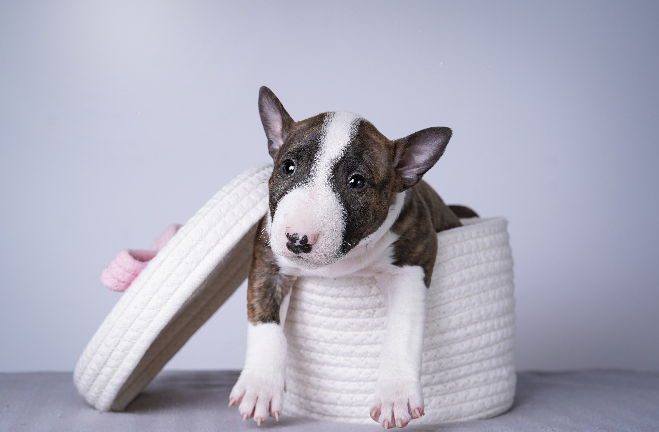 Щенки минибуля. Фотограф-анималист в Санкт-Петербурге Яна Мартынова