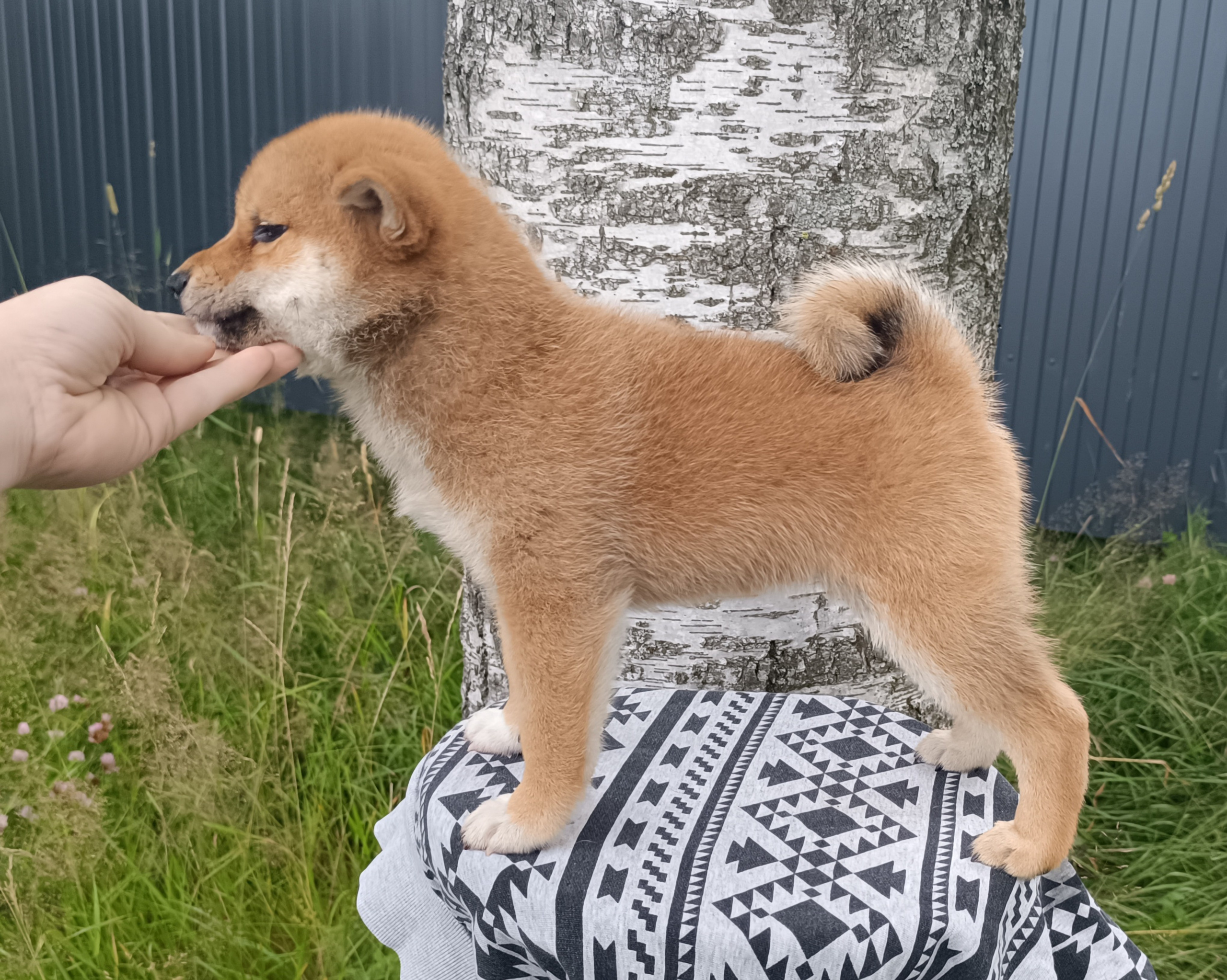 сиба питомник Рубилайт щенки на продажу rubylight  сиба щенки купить СПб Санкт-Петербург