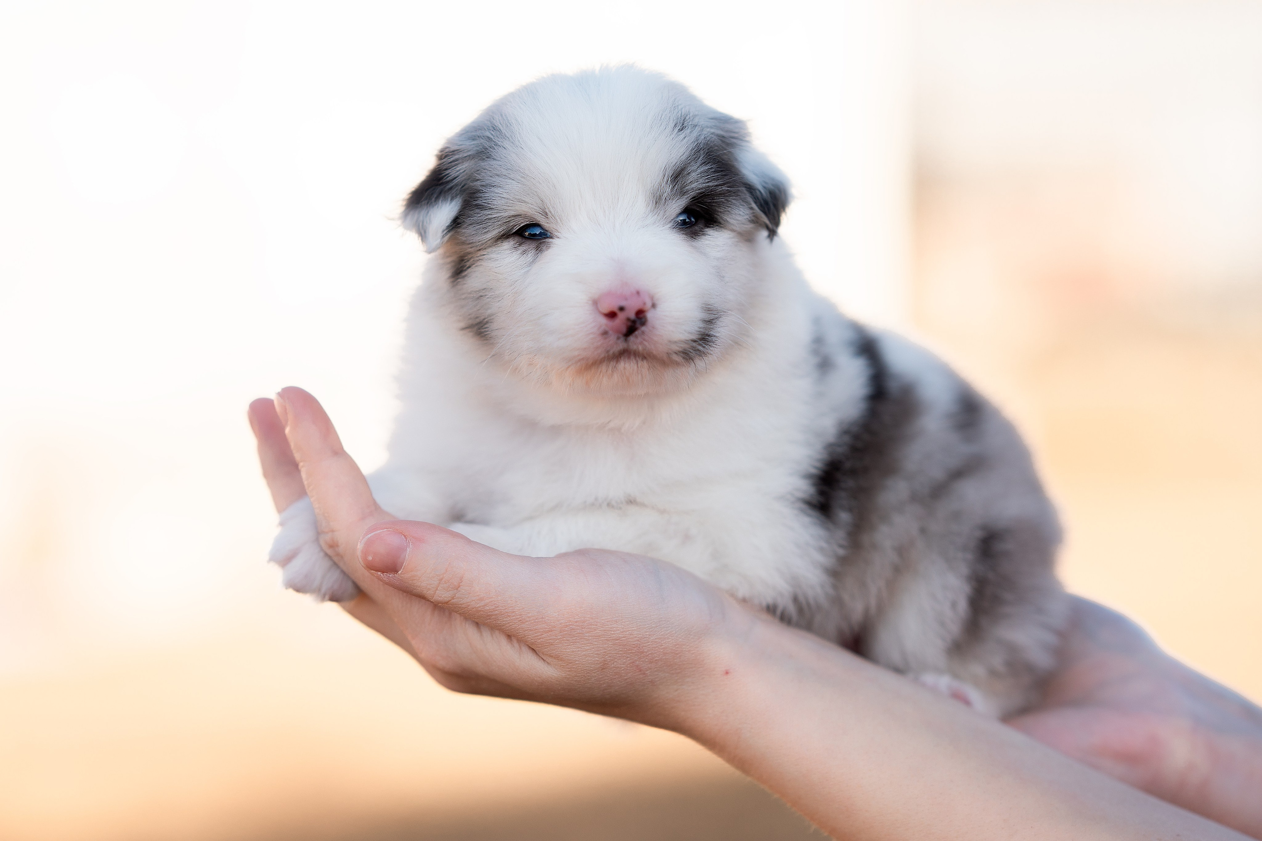 Заводчик Влада Эльман. Творческий фотограф Вологда