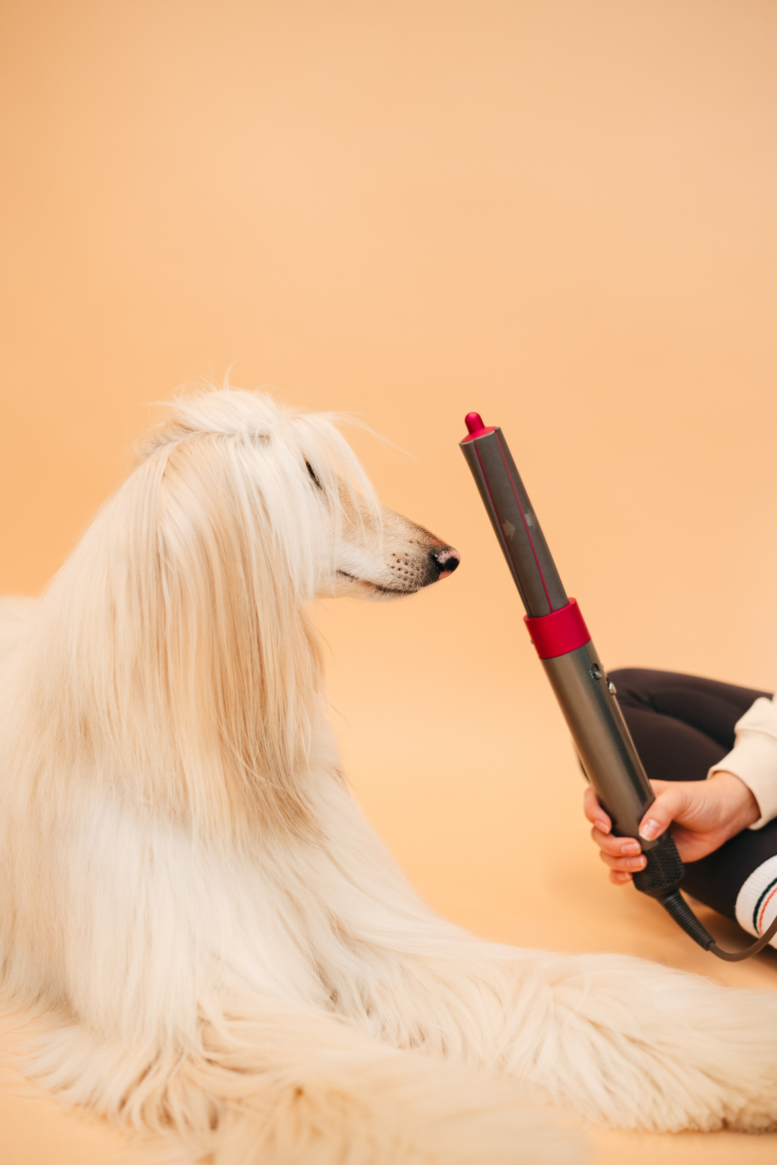 Груминг — салон. Фотограф анималист Осипчикова Мария