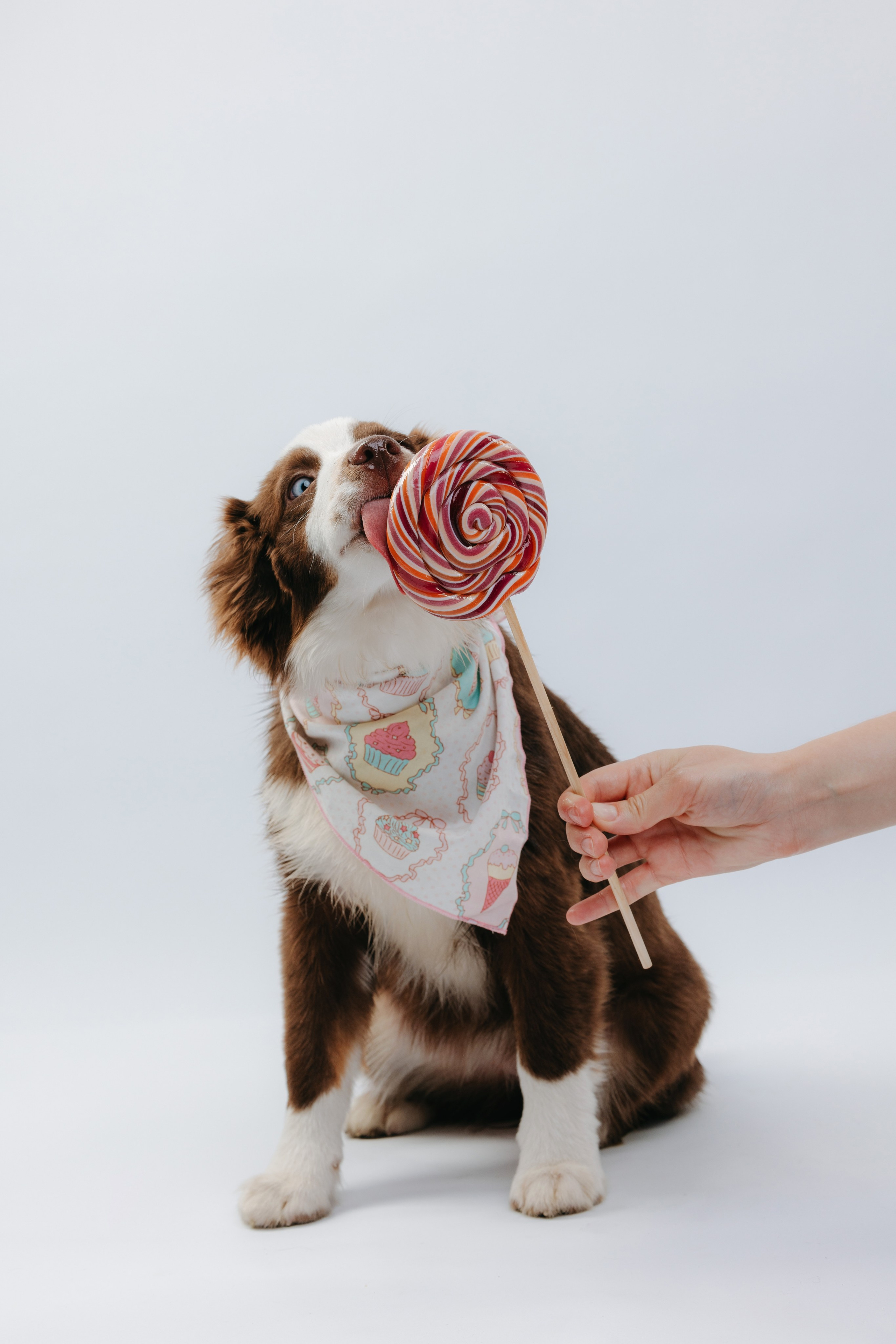 Миниаусси Дайс. Фотограф анималист Осипчикова Мария