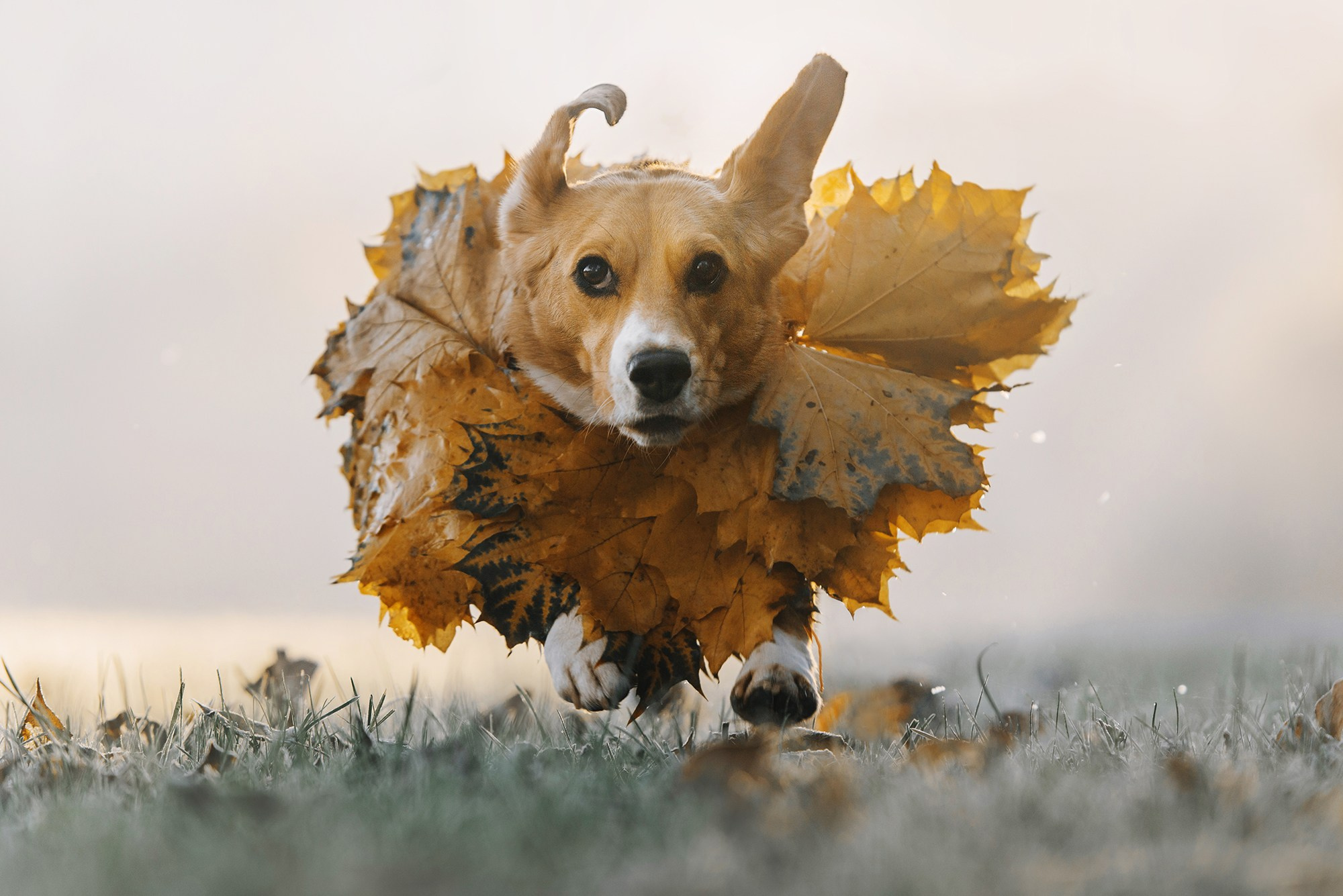 Питомец в кадре. Фотограф Анна Тюрина