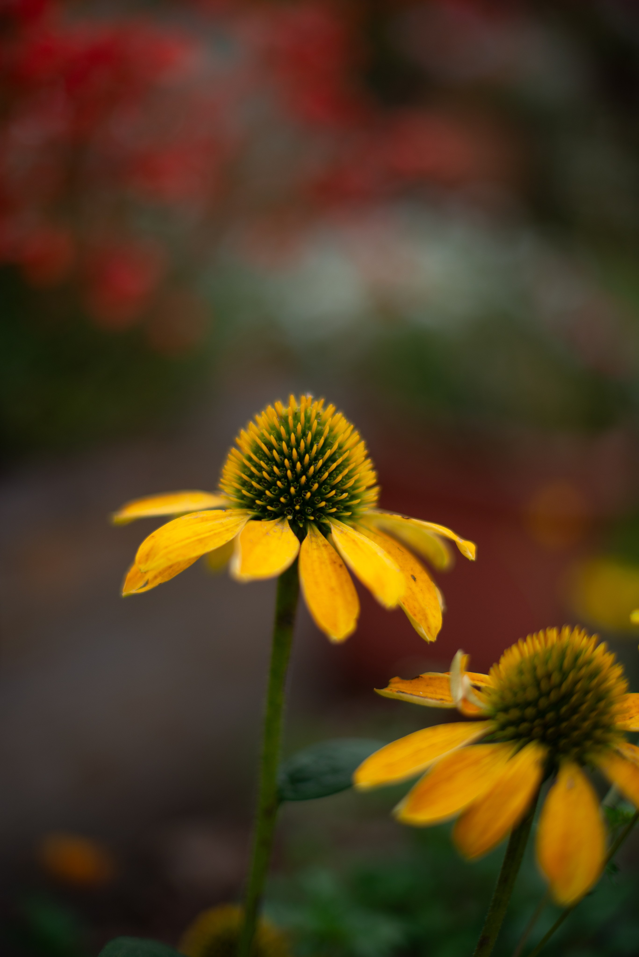 Цветы сада МГУ. Victoria Radjevna Репортажный Фотограф — Видеограф Москва • Санкт-Петербург