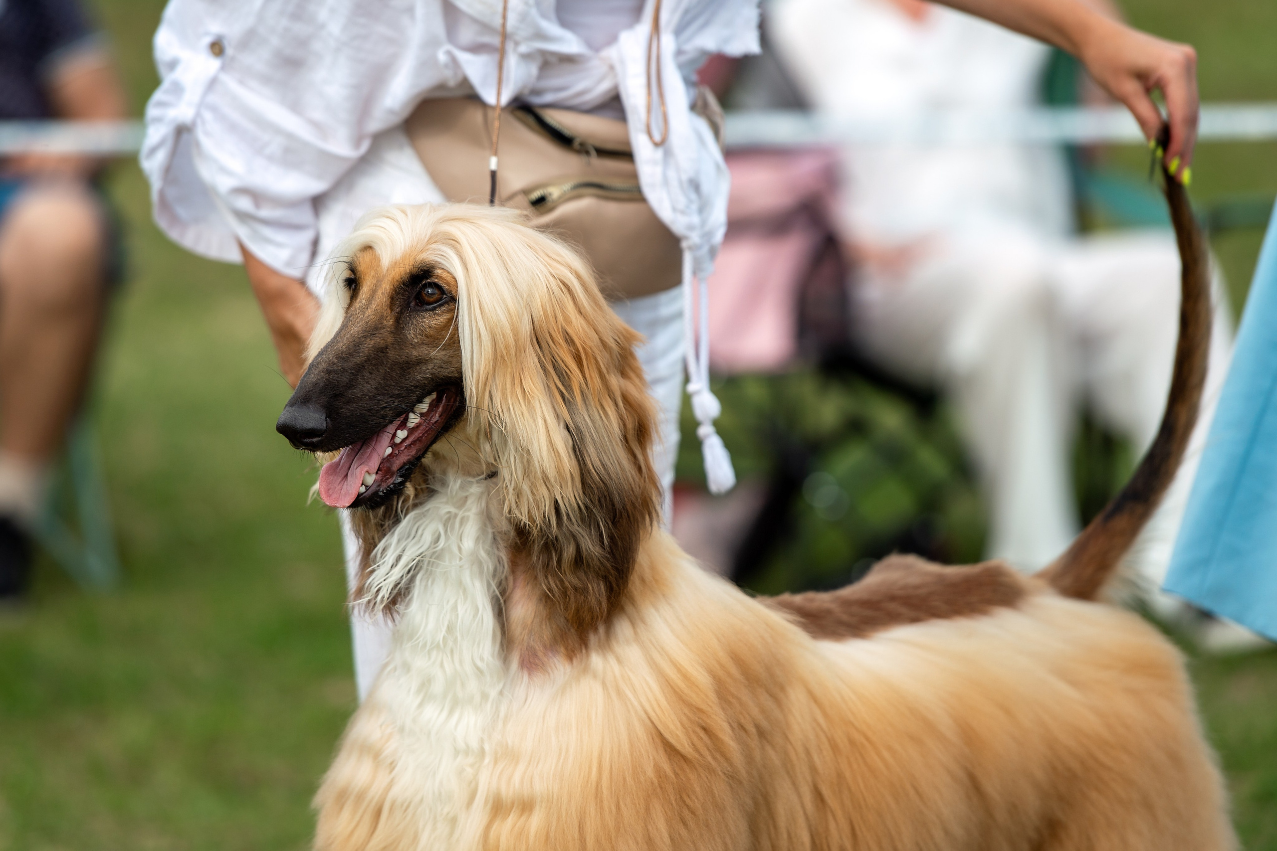 Республиканская выставка собак всех пород. Галерея фотографий афганской борзой