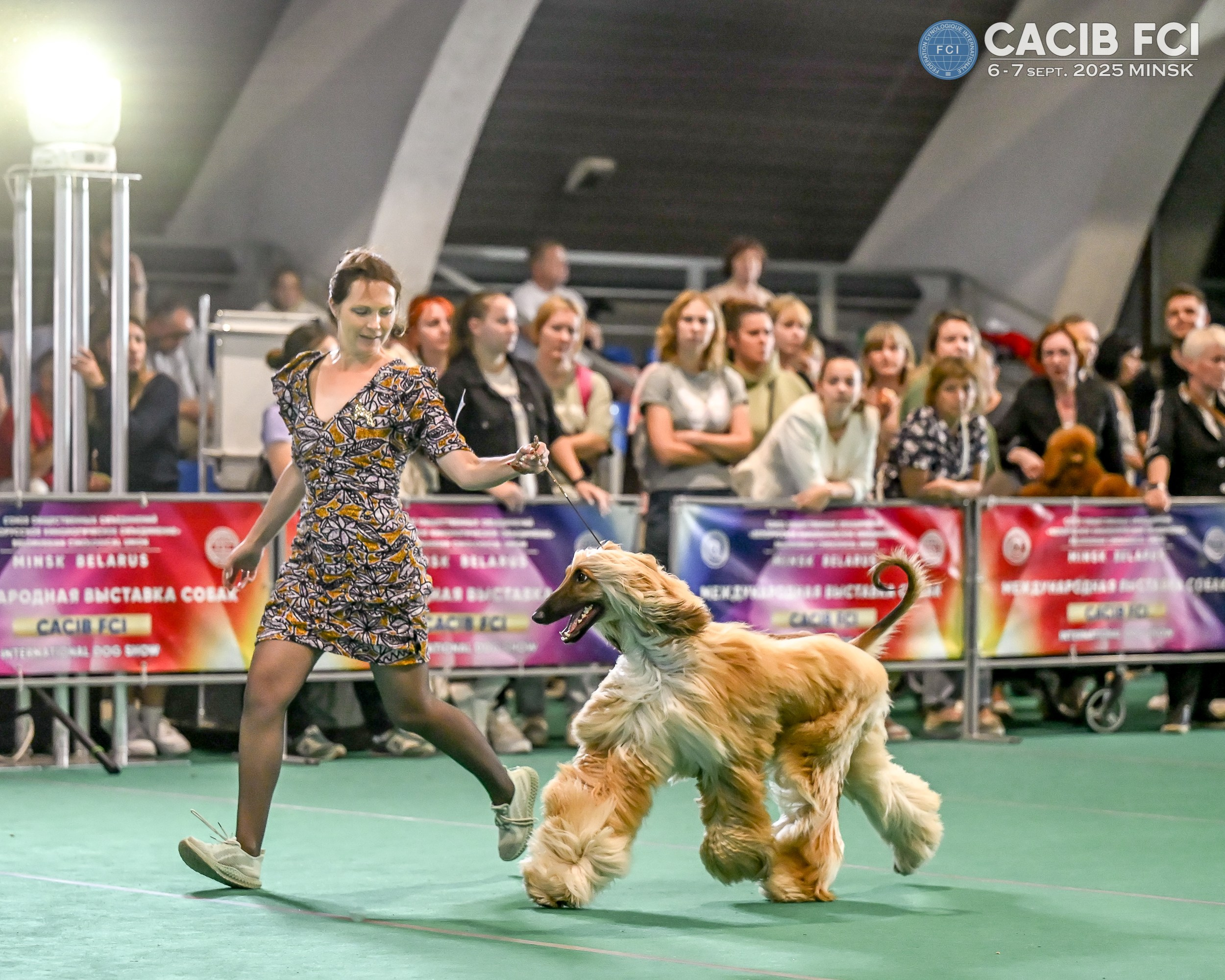 06-07.09.25 Международная выставка собак, Минск, CACIB, FCI. Галерея фотографий афганской борзой