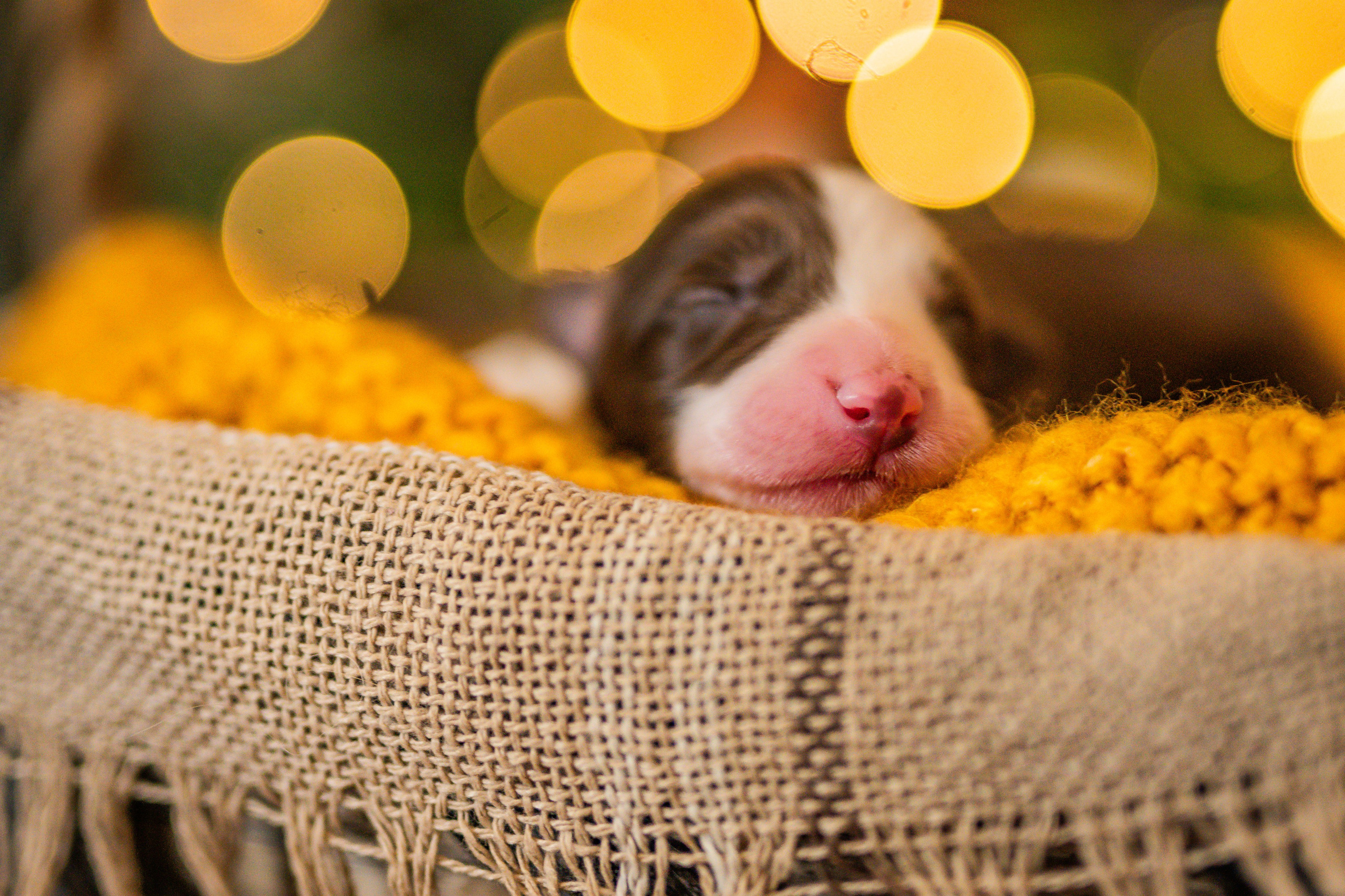 Фритсвит. Семейный фотограф Ефремова Виктория