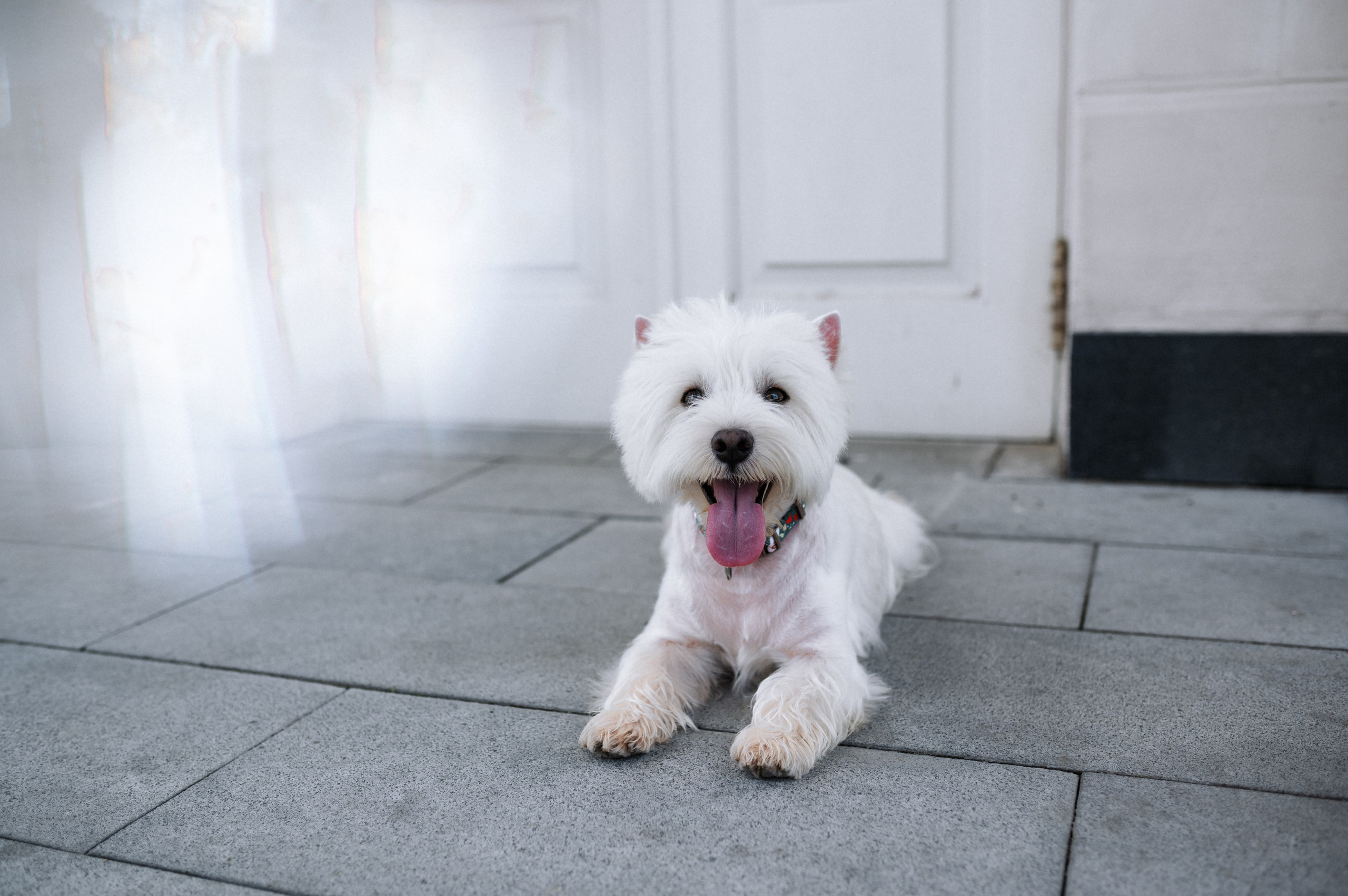 Даша и Вайт. Фотограф анималист в Москве Ольга Агушева