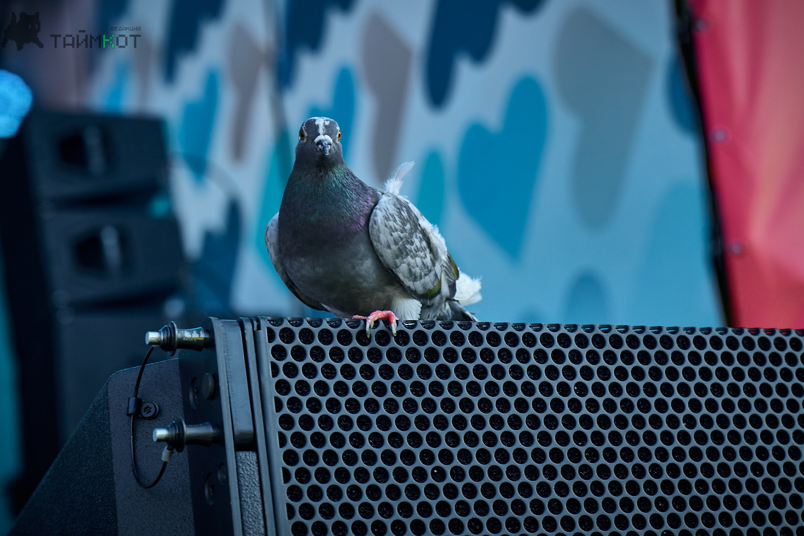 День города 06.07.25. Профессиональный репортажный фотограф Инесса Иминова