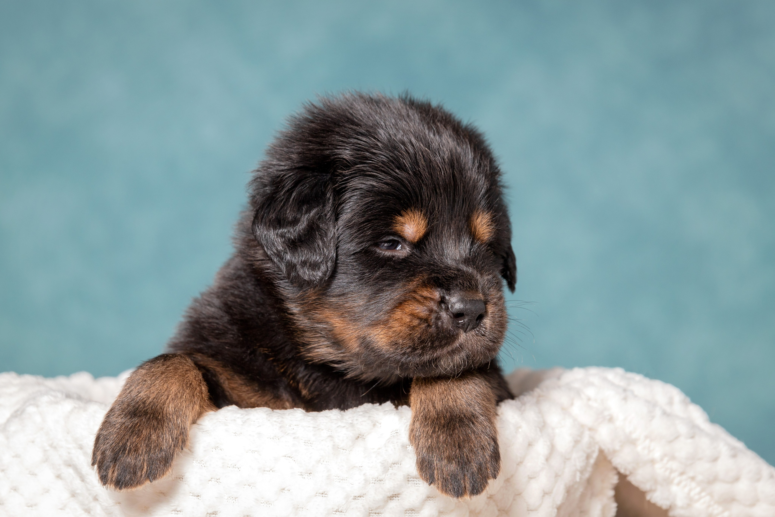 Тибетский мастиф. Юлия Микульская. Рыбинск