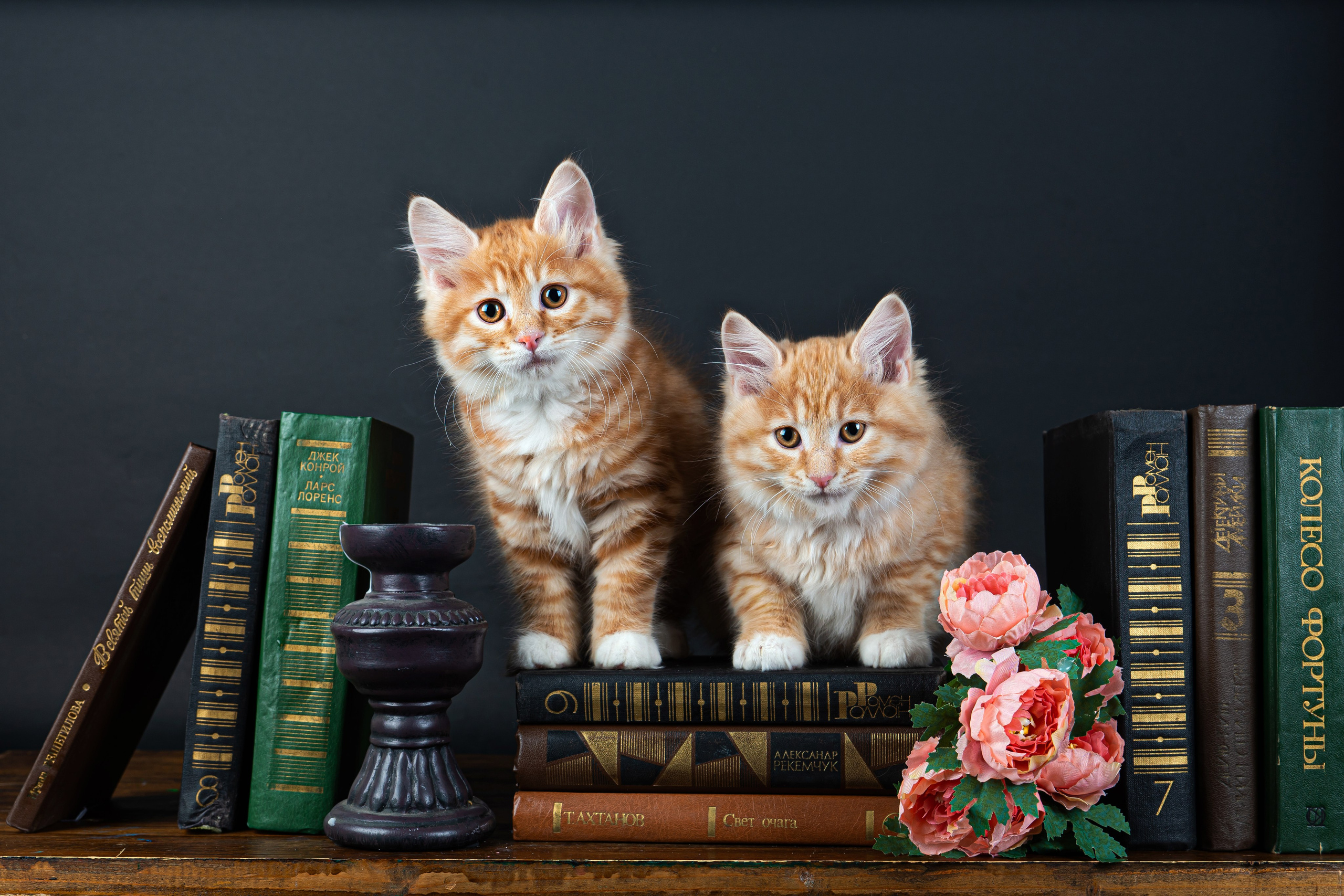 Курильский бобтейл. Фотограф на Камчатке Анна Моргачёва. Семейные и детские съёмки