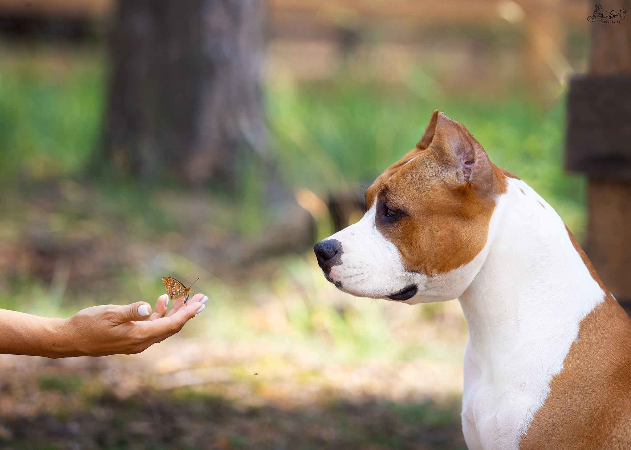 Собаки. Фотограф-анималист в Москве Евгения Старостина