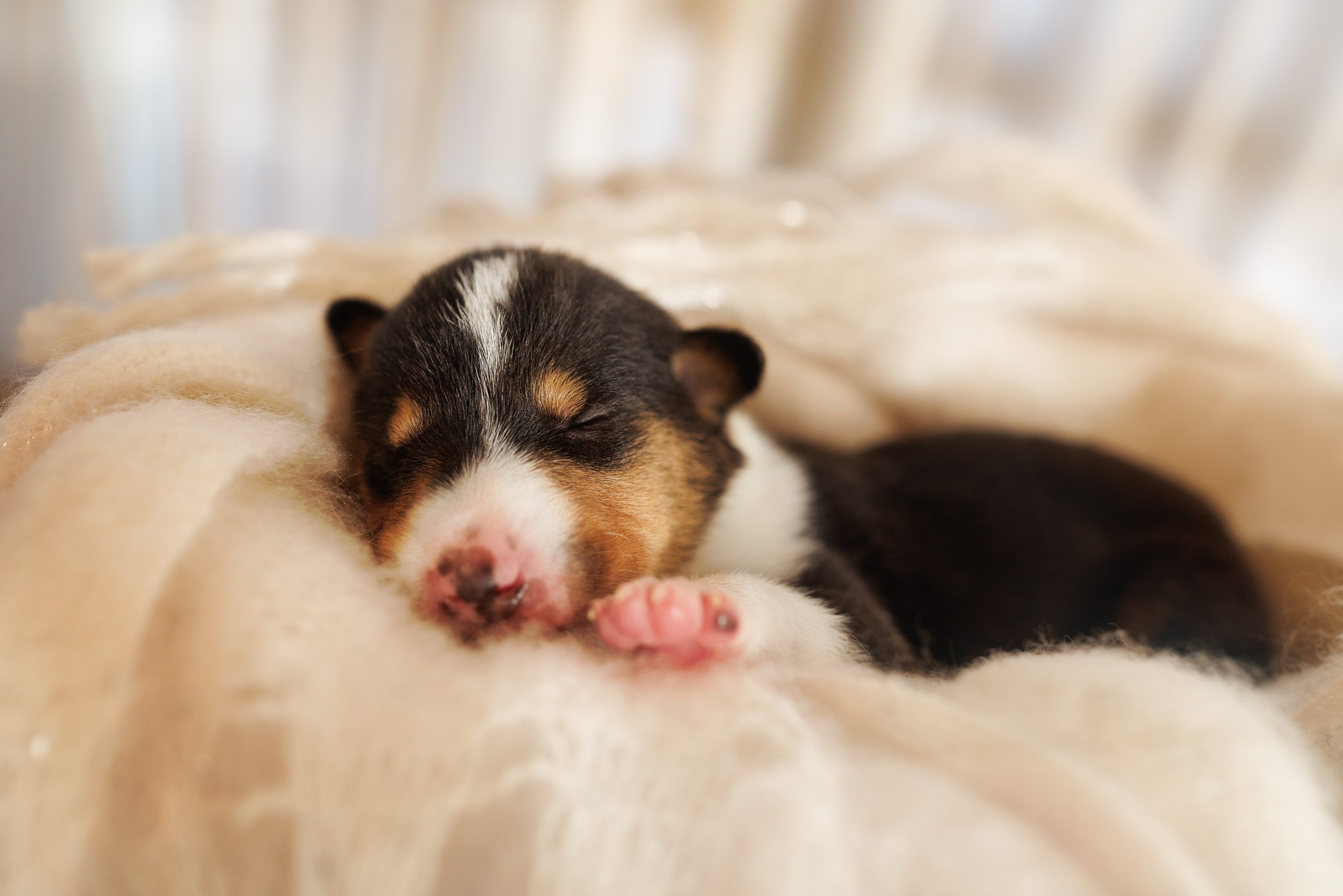 Короткошерстные колли в 2 недели. Фотограф-анималист в Москве и Московской области Татьяна Фролова