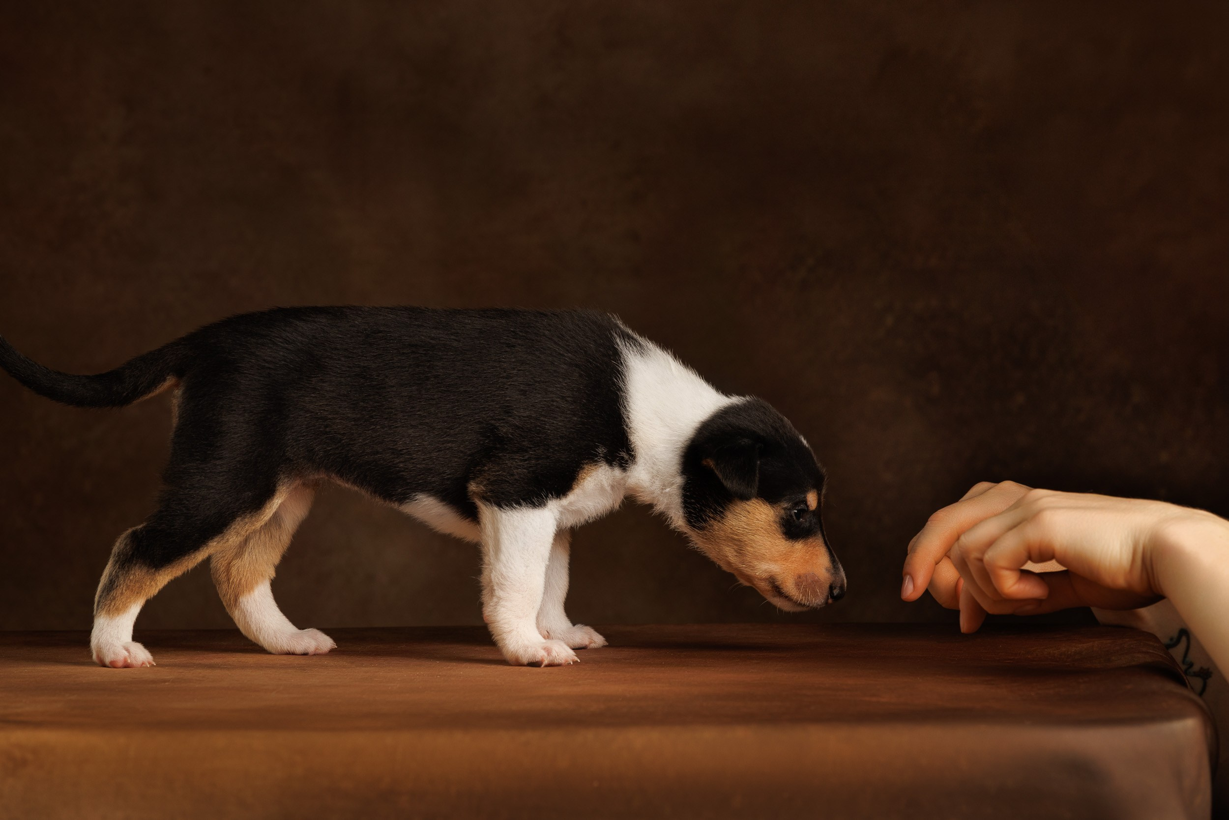 Триколор на коричневом. Фотограф-анималист в Москве и Московской области Татьяна Фролова