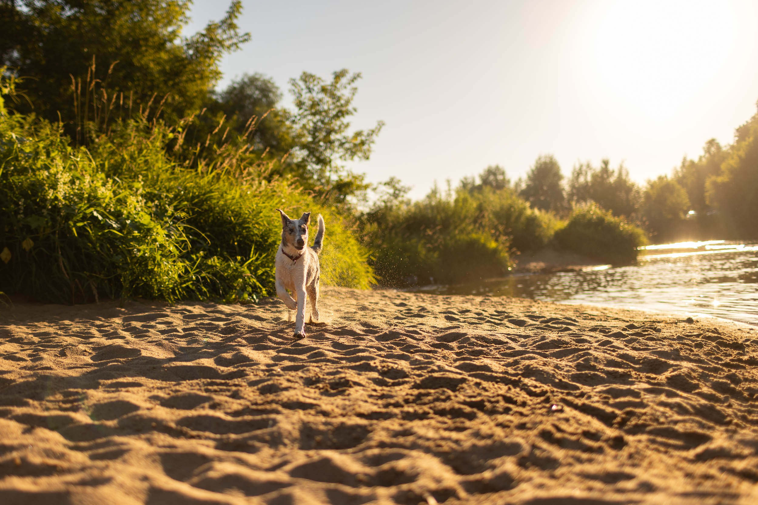Купание щенков в стиле лайфстайл. Фотограф-анималист в Москве и Московской области Татьяна Фролова