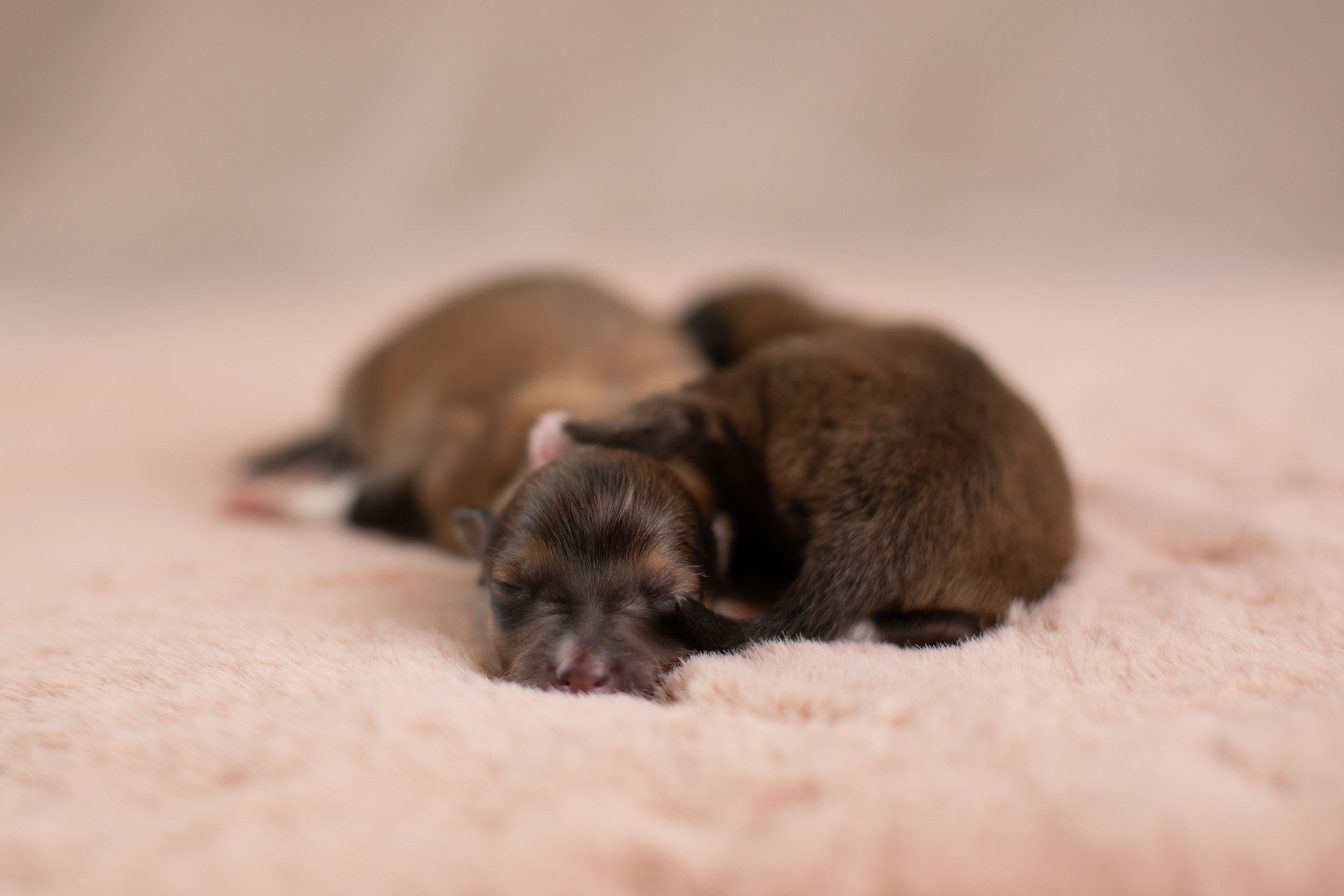 Ньюборн съемка для новорожденных щенков в доме заводчика. Фотограф-анималист в Москве и Московской области Татьяна Фролова