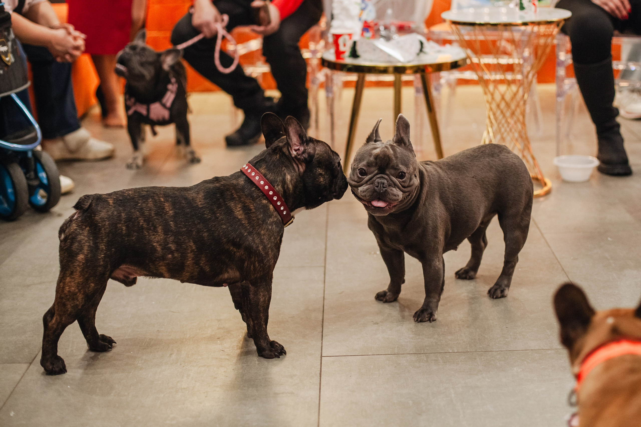 Бульёлка 2024. Фотограф-анималист Татьяна Степанова