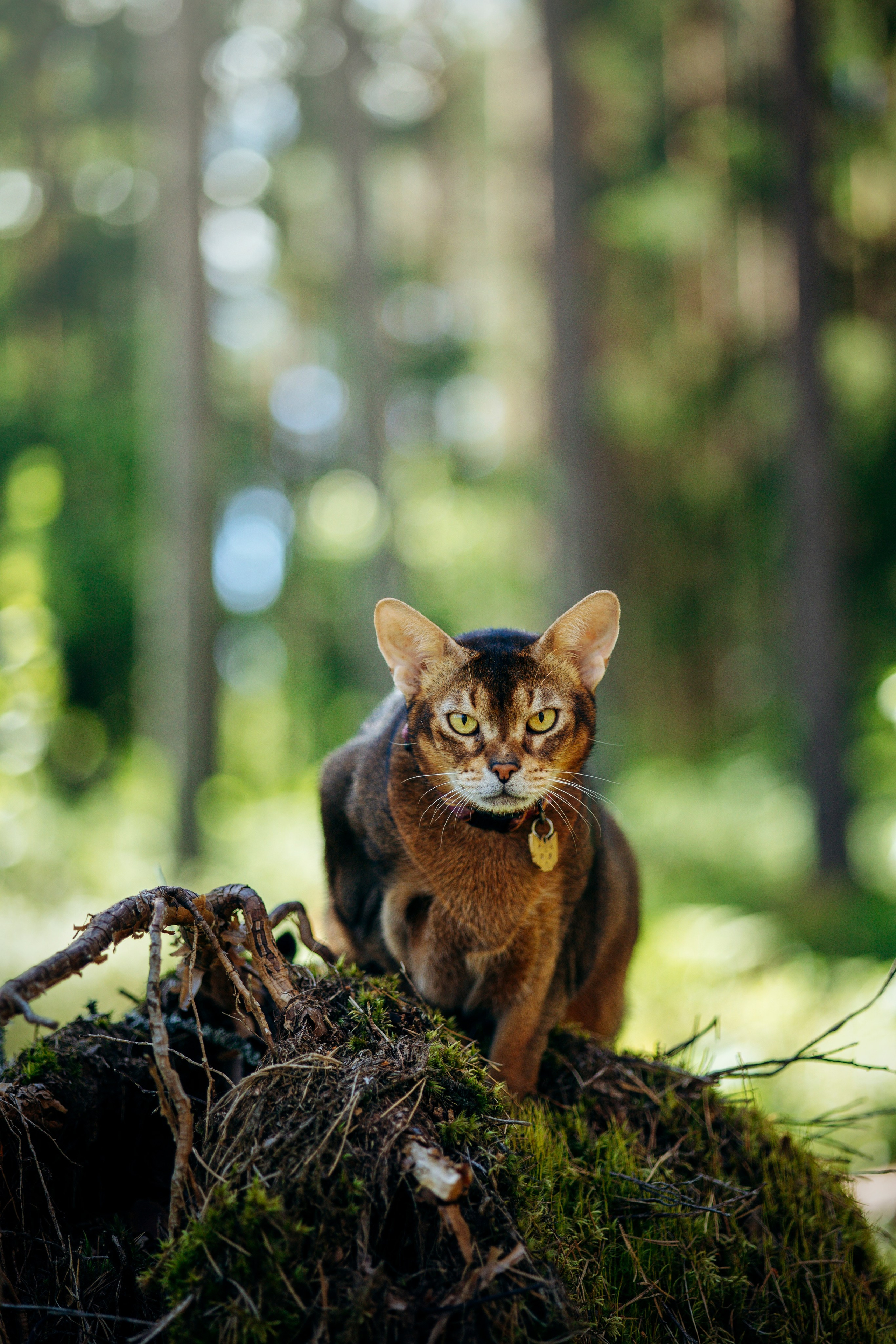Котофеи и их семья. Фотограф — Анималист | Санкт-Петербург