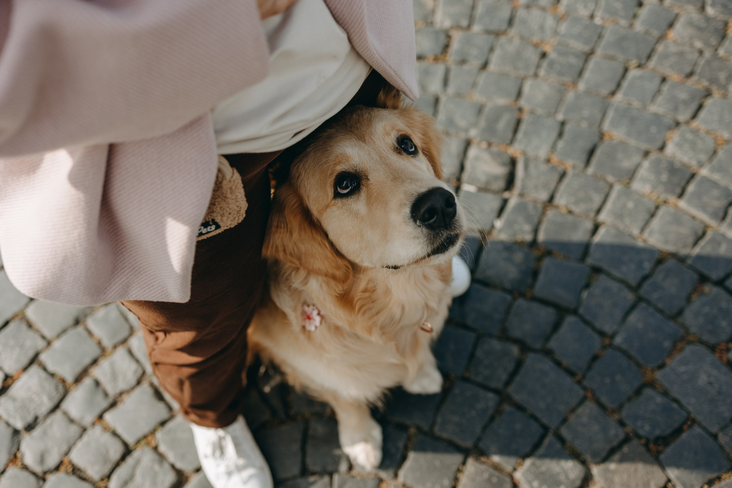 Бетти и ее семья. Фотограф — Анималист | Санкт-Петербург