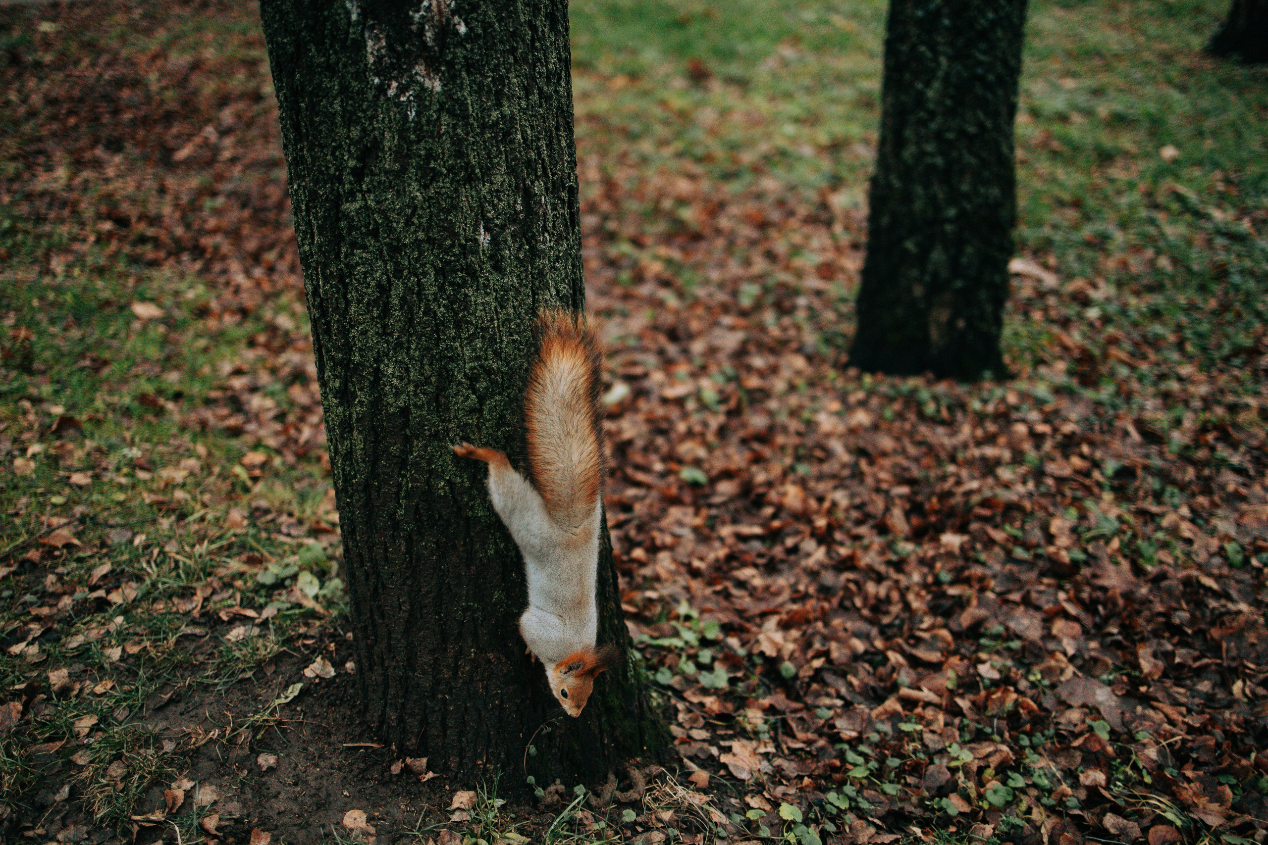 Осень, парк, экзотариум. Свадебный и семейный фотограф в Туле и области Маша Костина