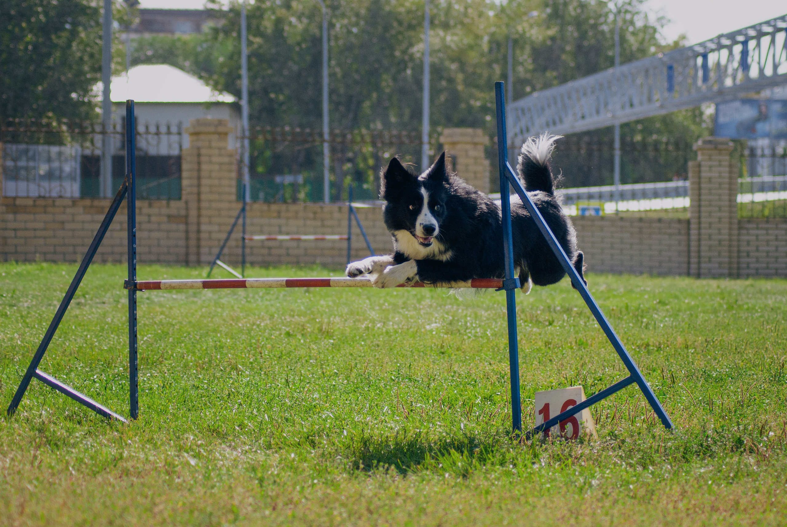Аджилити. Фотограф в Тюмени Лизавета Сапицкая