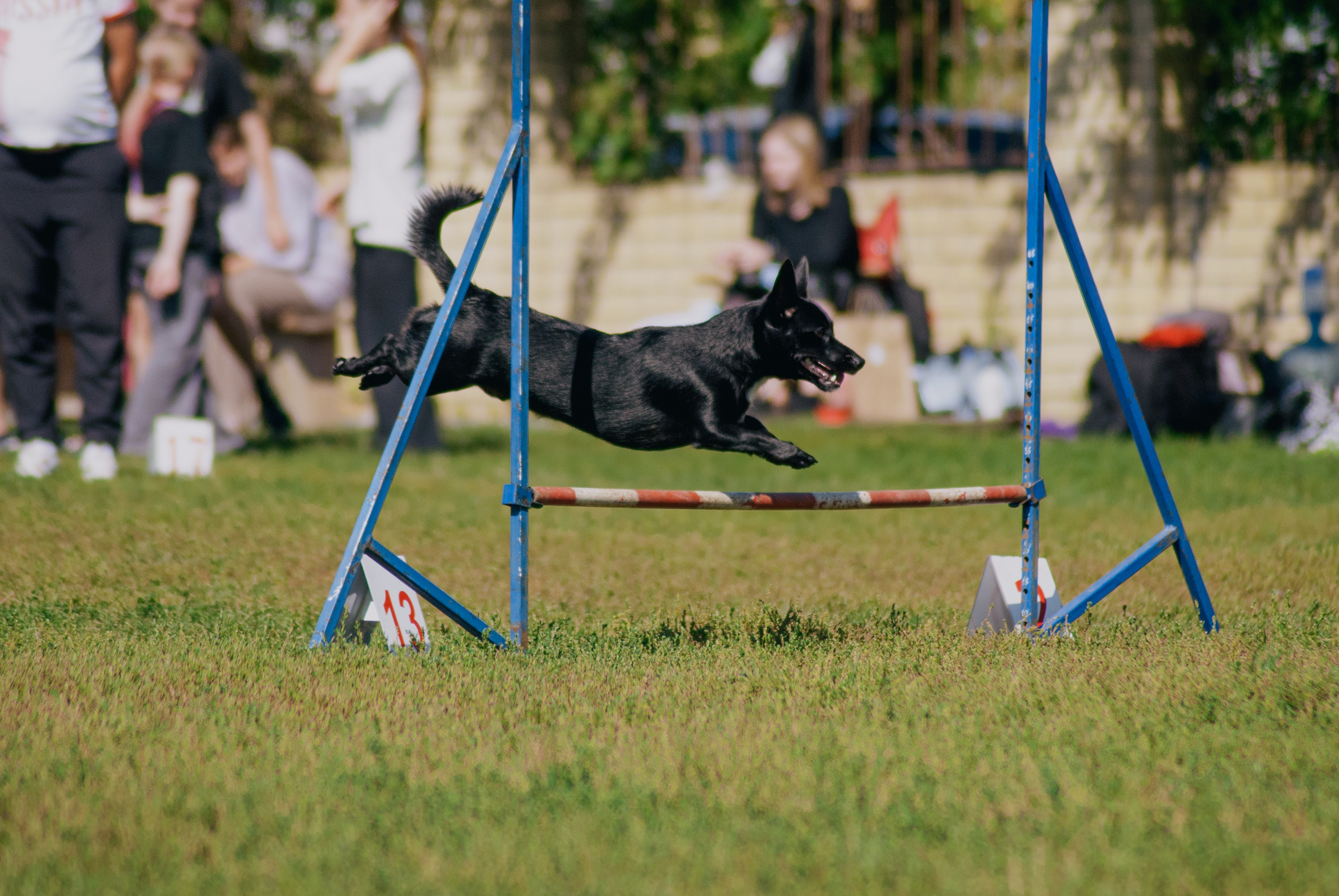 Аджилити. Фотограф в Тюмени Лизавета Сапицкая