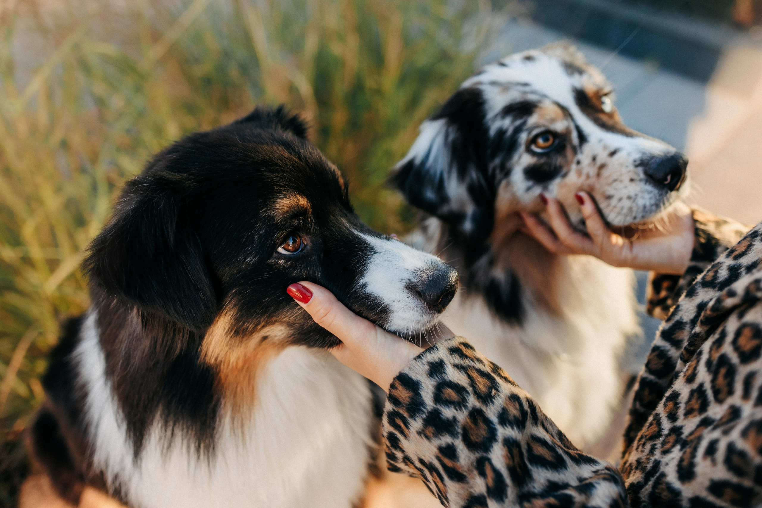 Аня, Чарли и Ева. Фотограф-анималист Елена Радченко, Москва