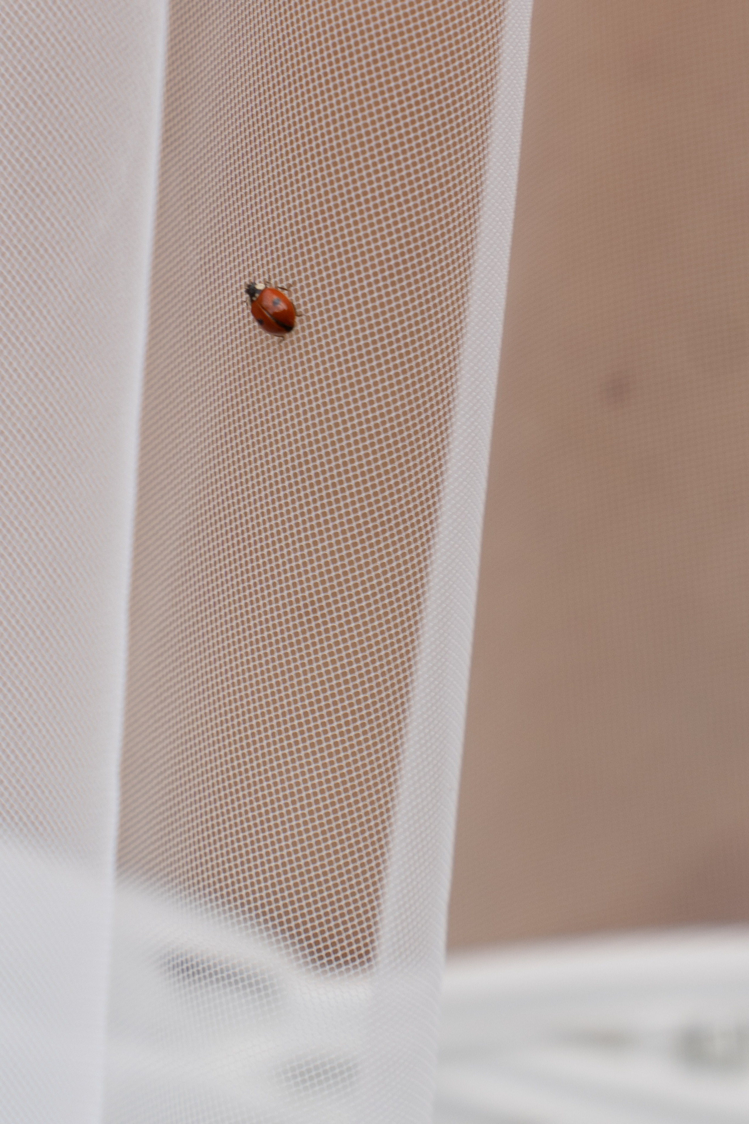 Дамир и Алена. Свадебный фотограф Олеся Гущина