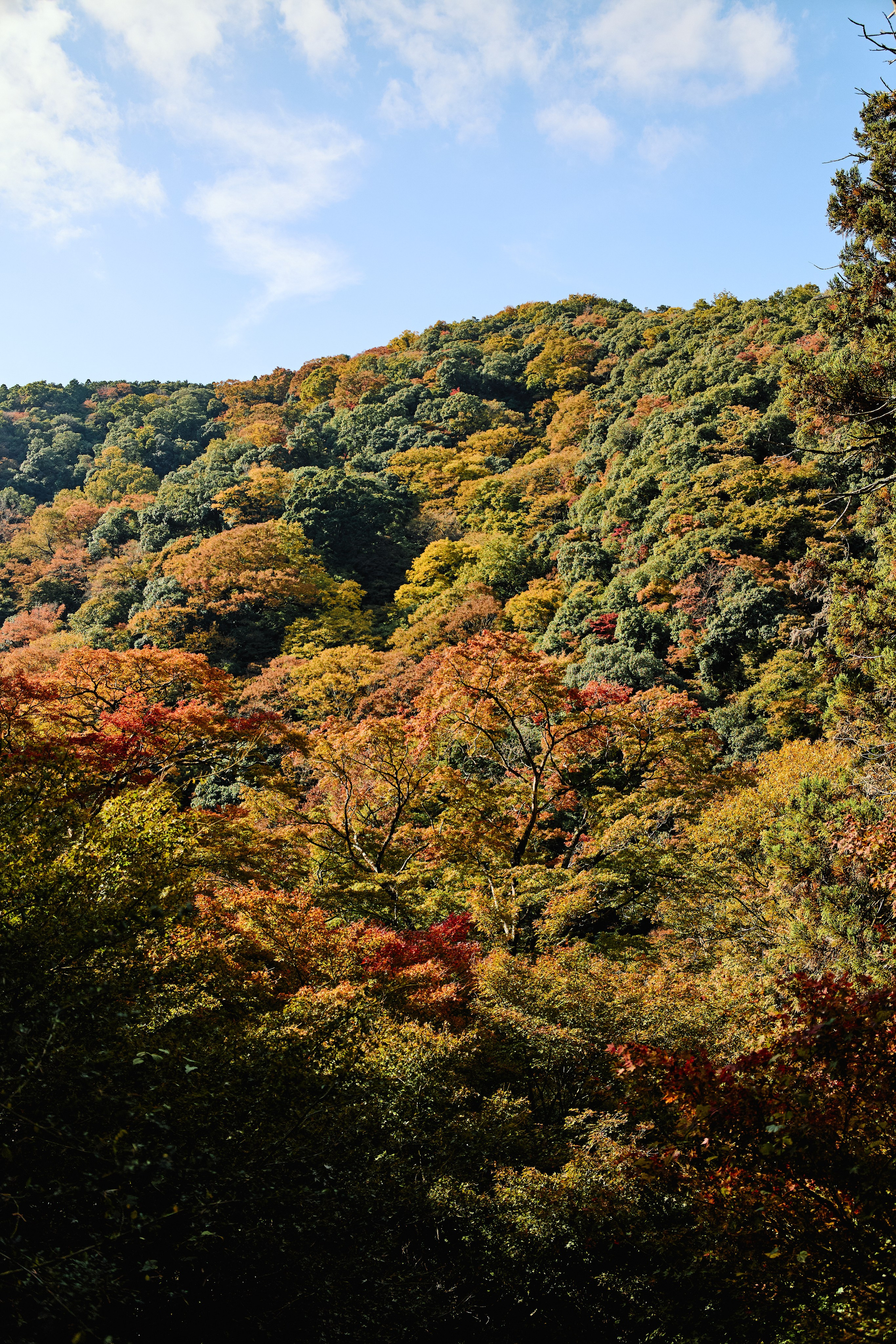 Япония. Профессиональный Фотограф во Владимире, в Москве и в Суздале — Полина Романычева