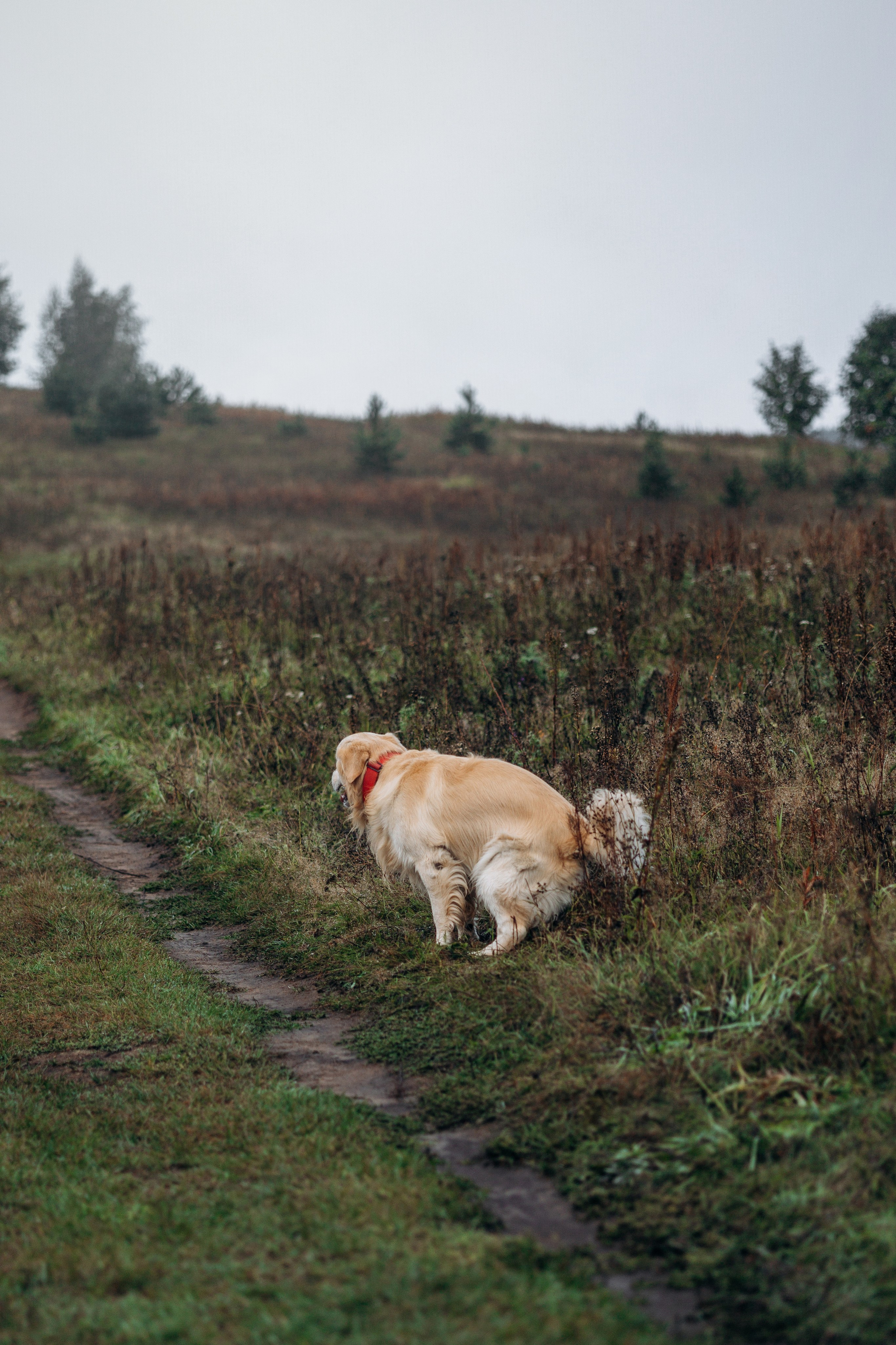 Лёва и его семья. Фотограф — Анималист | Санкт-Петербург