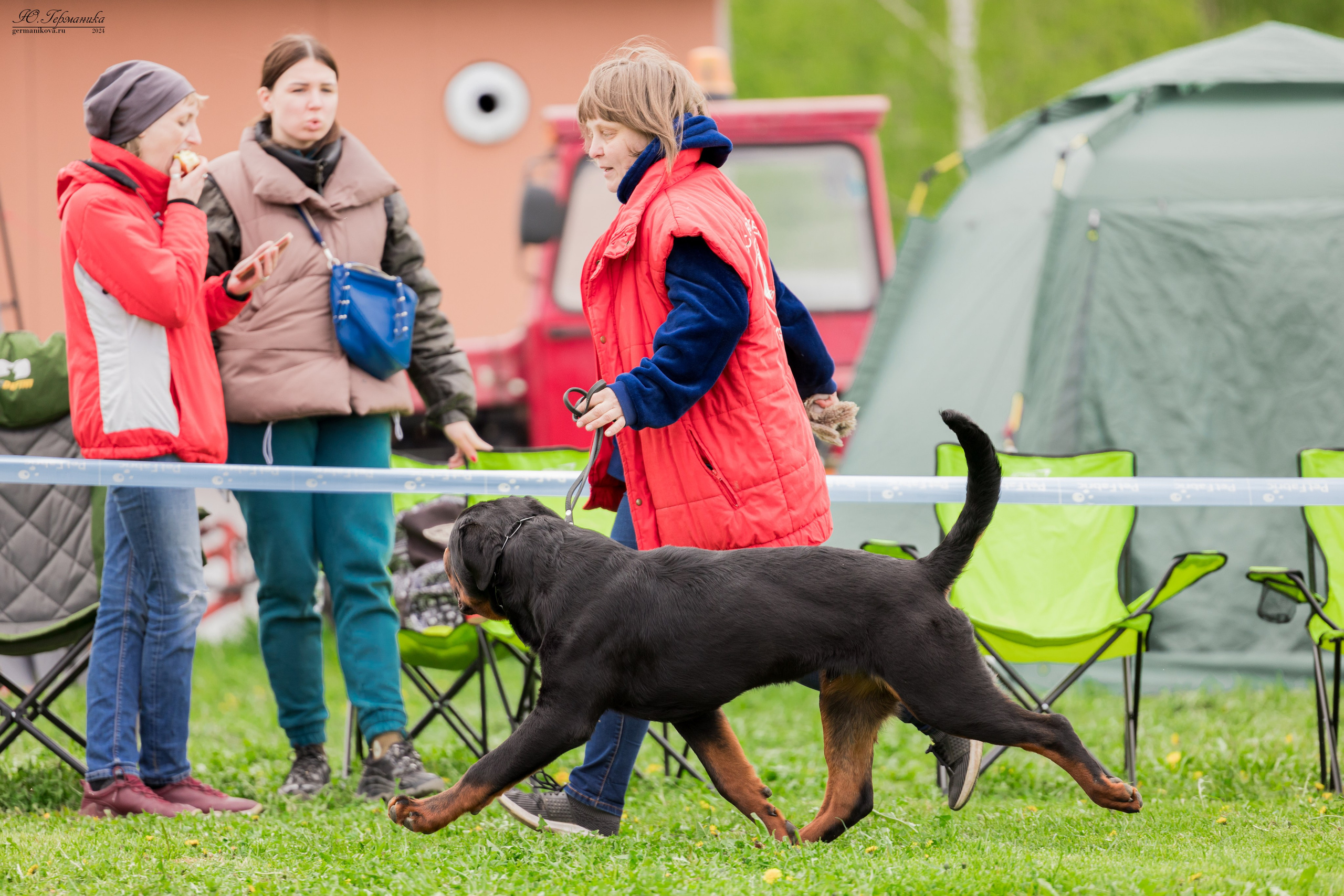 Нижний Новгород 11-12.05.2024 моно ротвейлеров. Фотограф-анималист Юлия Германика