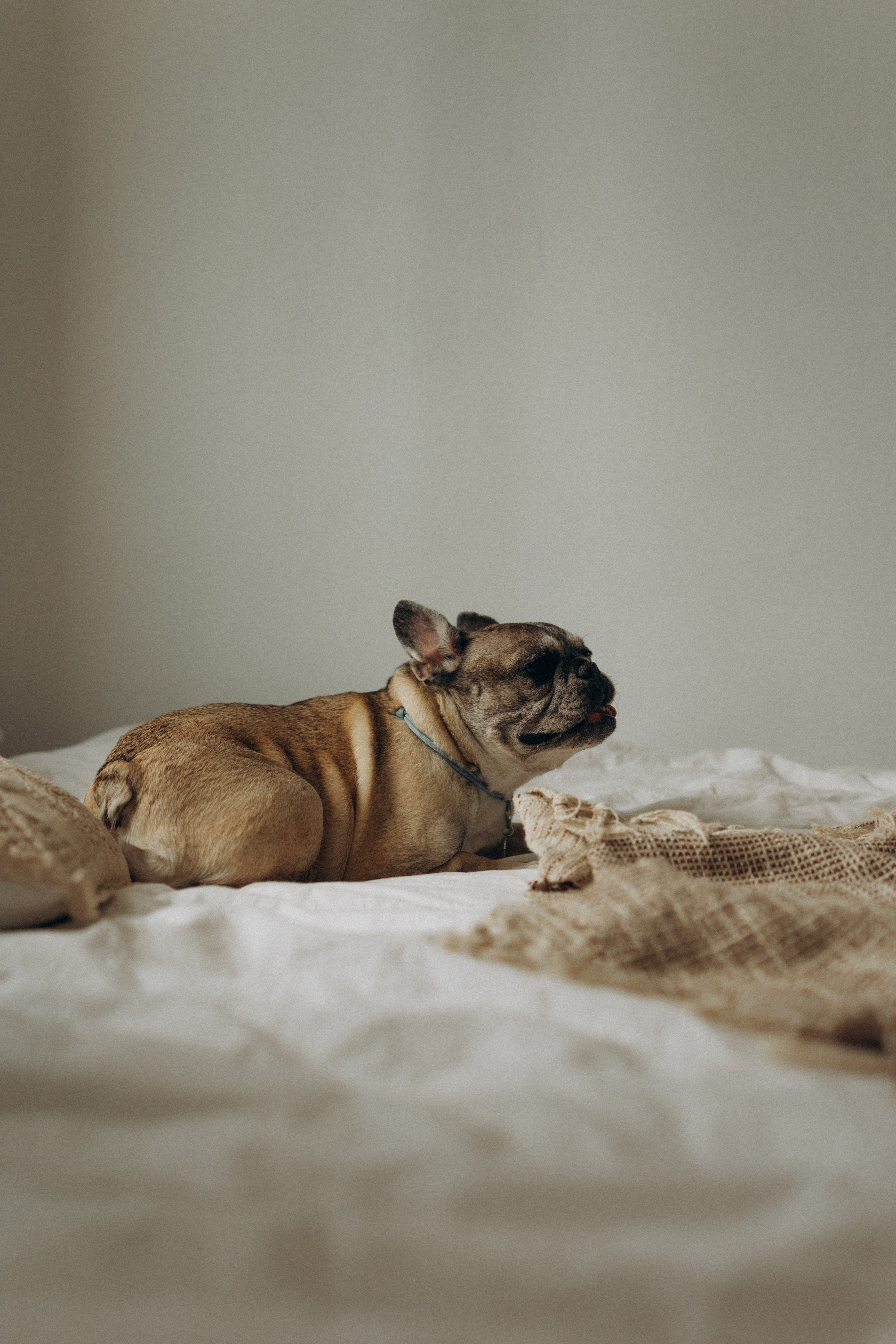 Зефирка, Булка и их Ро. Фотораф — анималист Мария Шистка