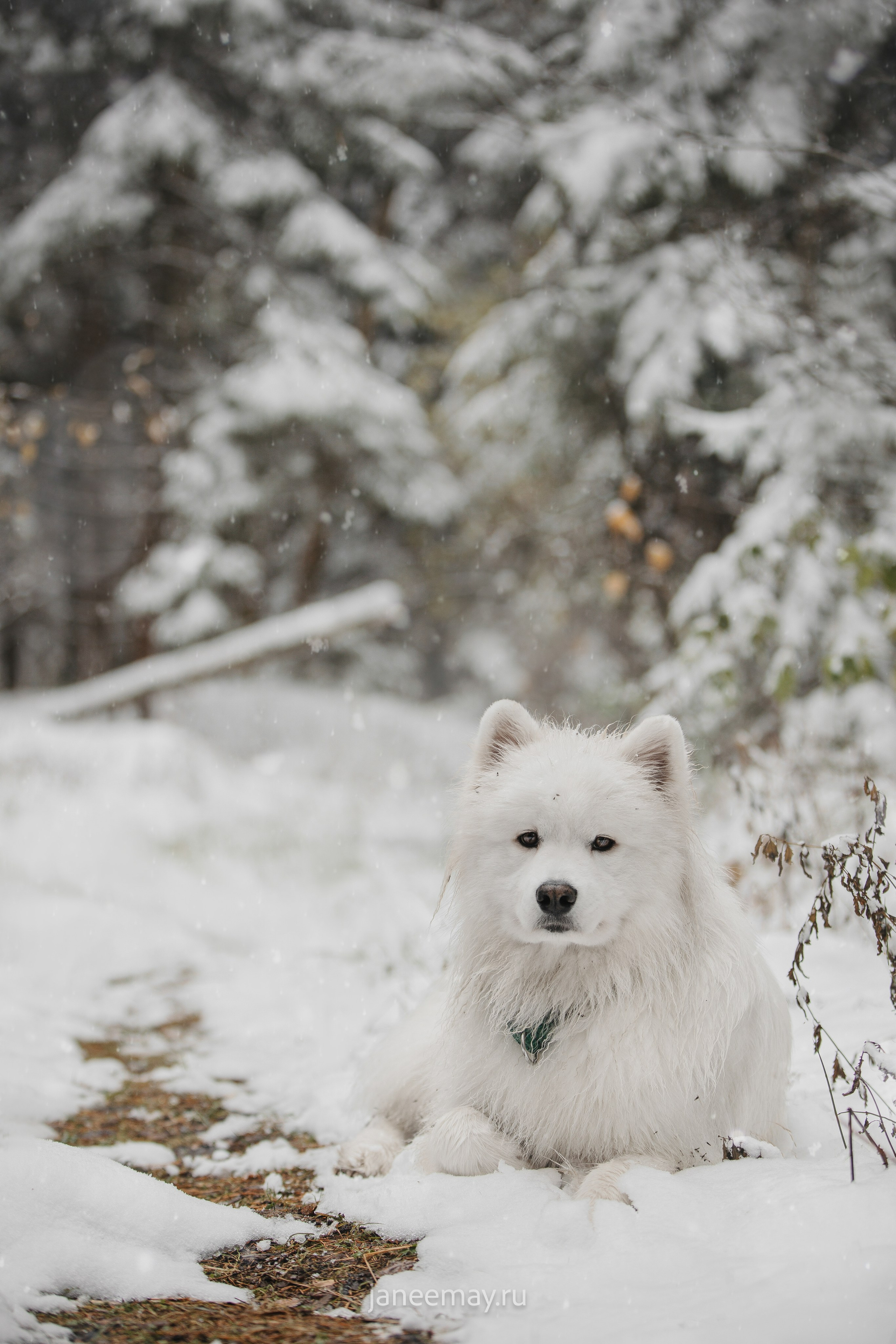Фото собак, животных зимой. Фотограф анималист в Москве Майорова Евгения