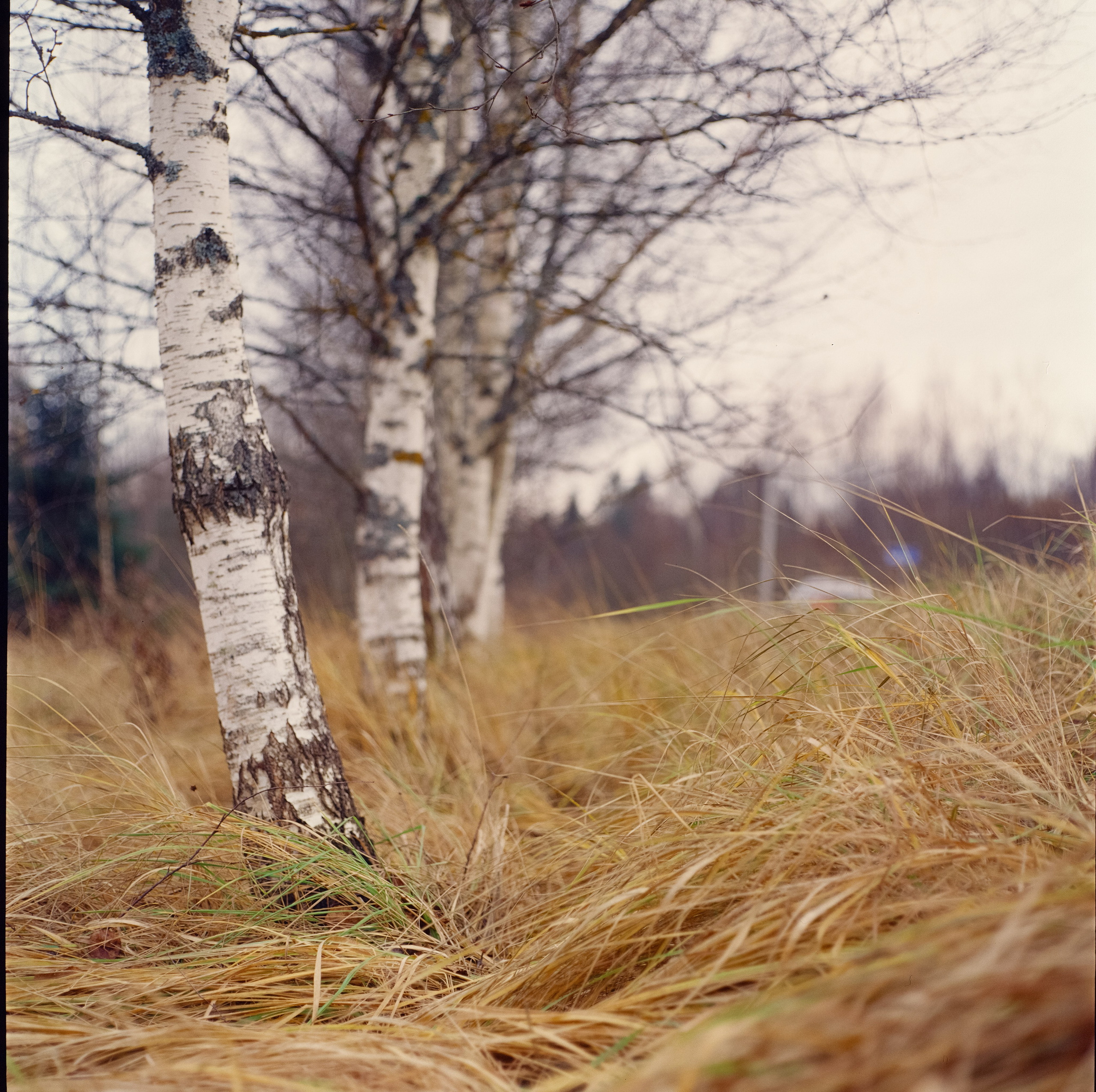 Kowa Six объектив Kowa 85 mm f2.8 пленка Ektachrome E100VS (просрочка