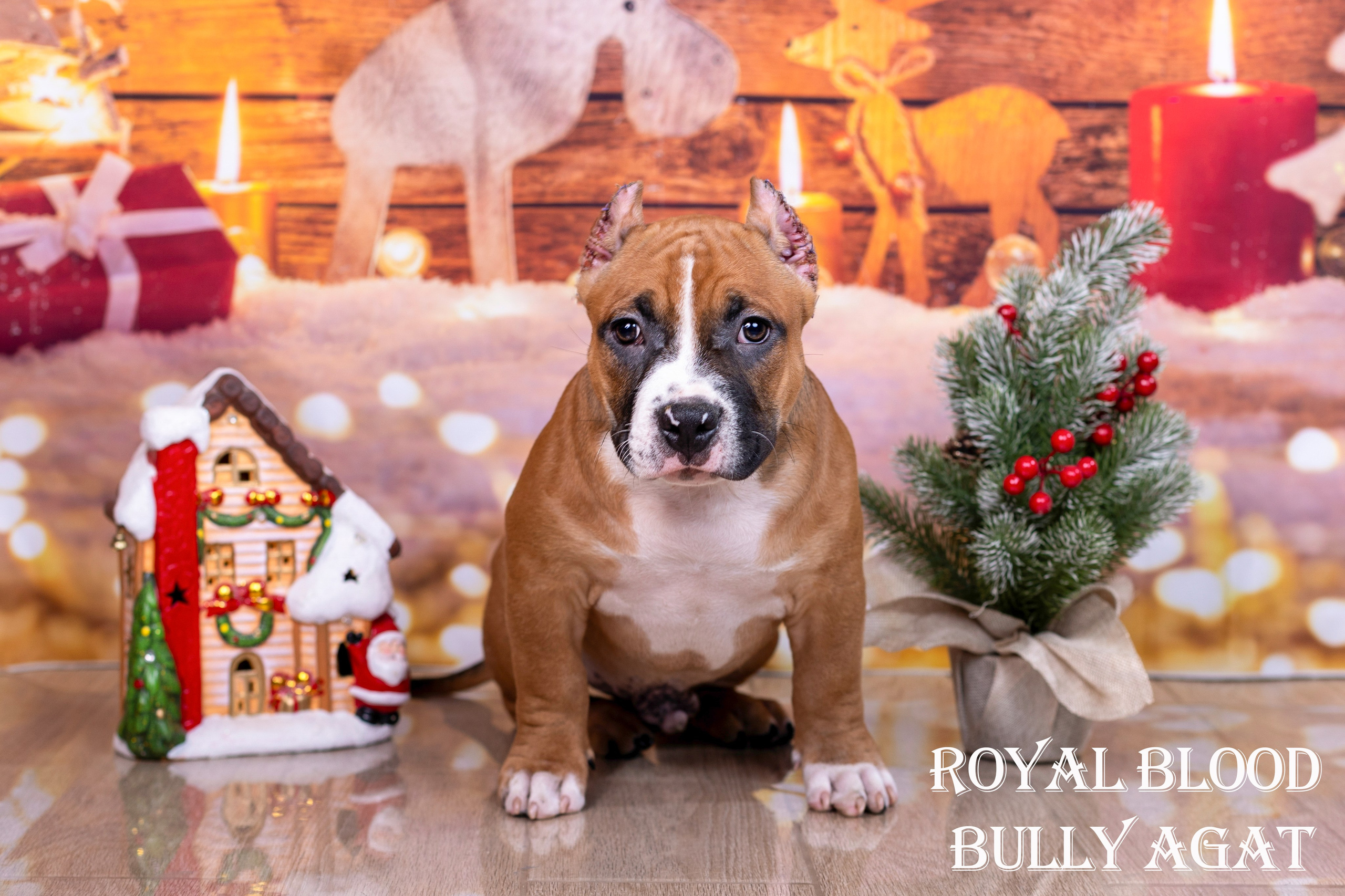 Американский булли!. Фотограф 📸 семейный, предметный, репортажный