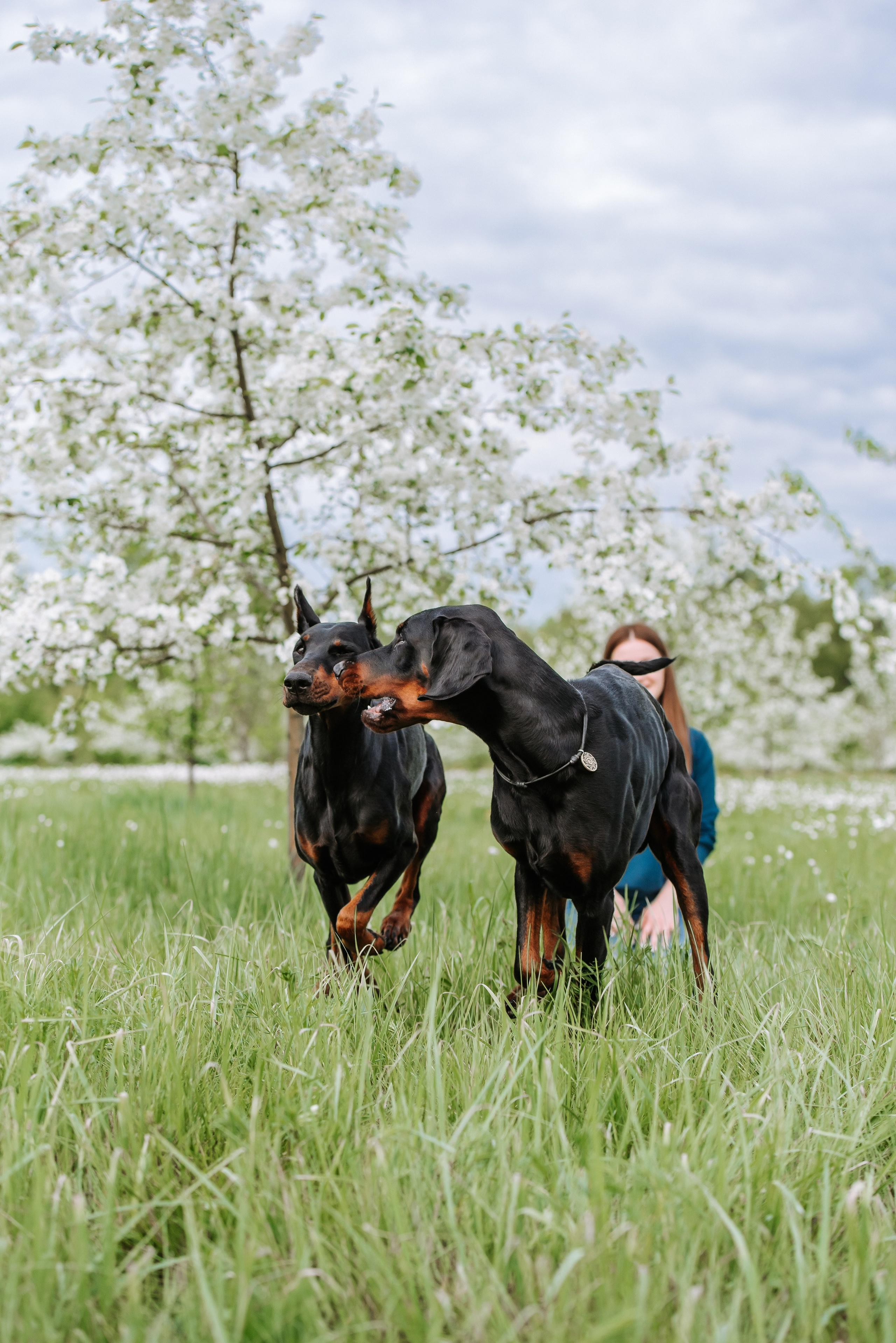 Цветение с доберманами. Фотограф Диана Оленина Красноярск / Братск
