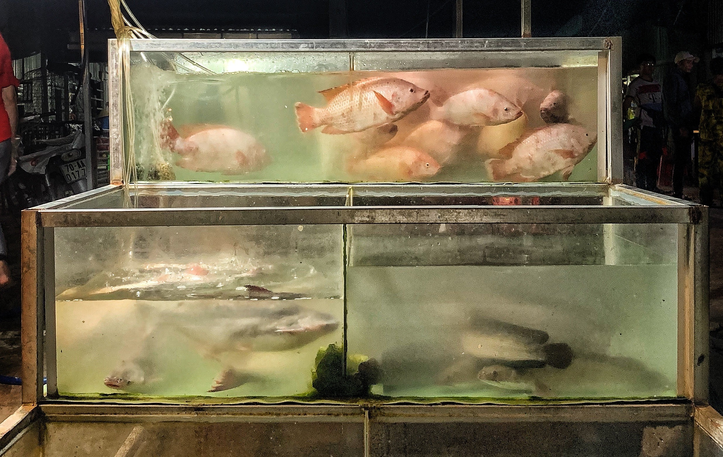 2019 год. Тащилин Сергей. Фотографии. Жизнь. Хобби