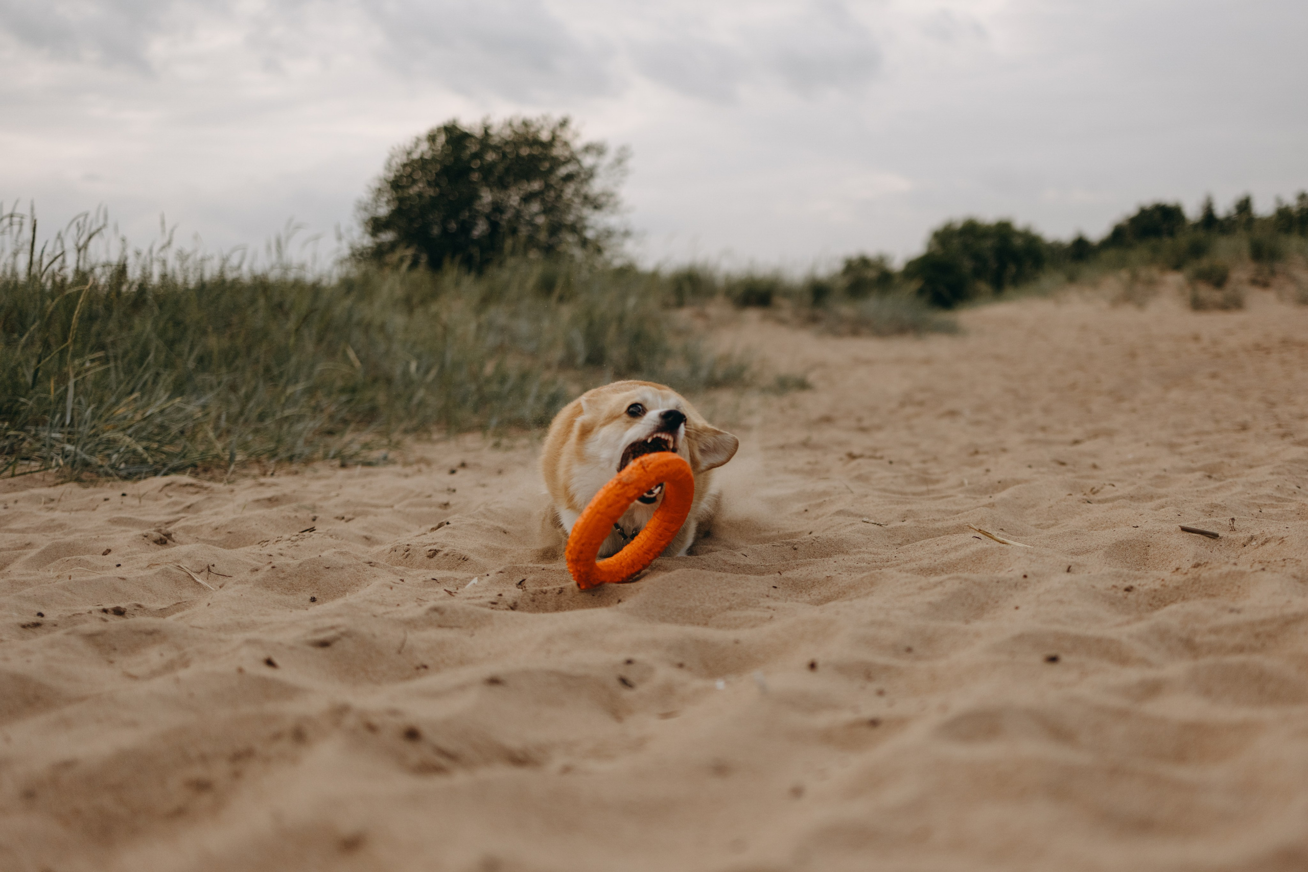 Лотти и ее семья. Фотограф — Анималист | Санкт-Петербург