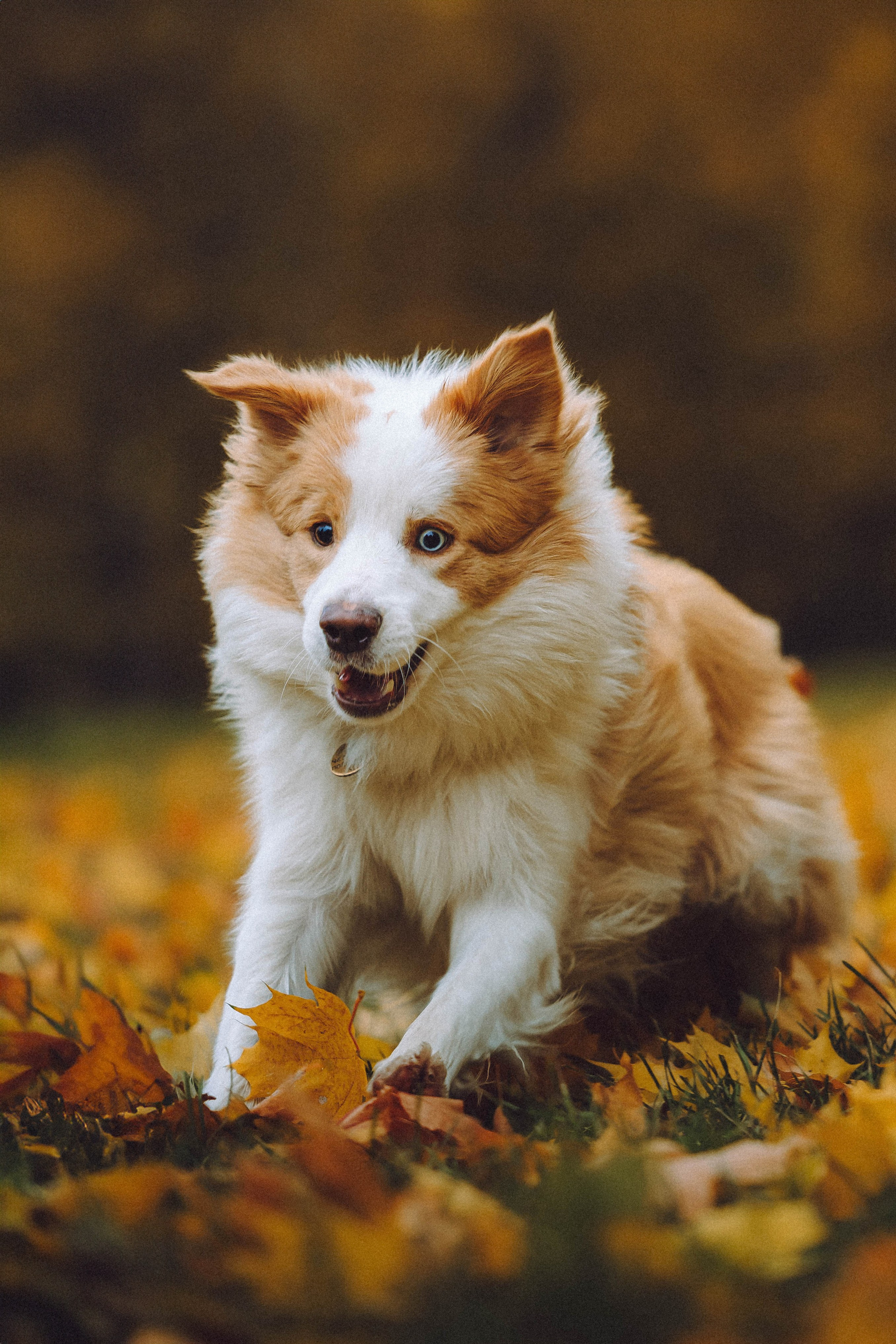 Алина, Витя и Асти