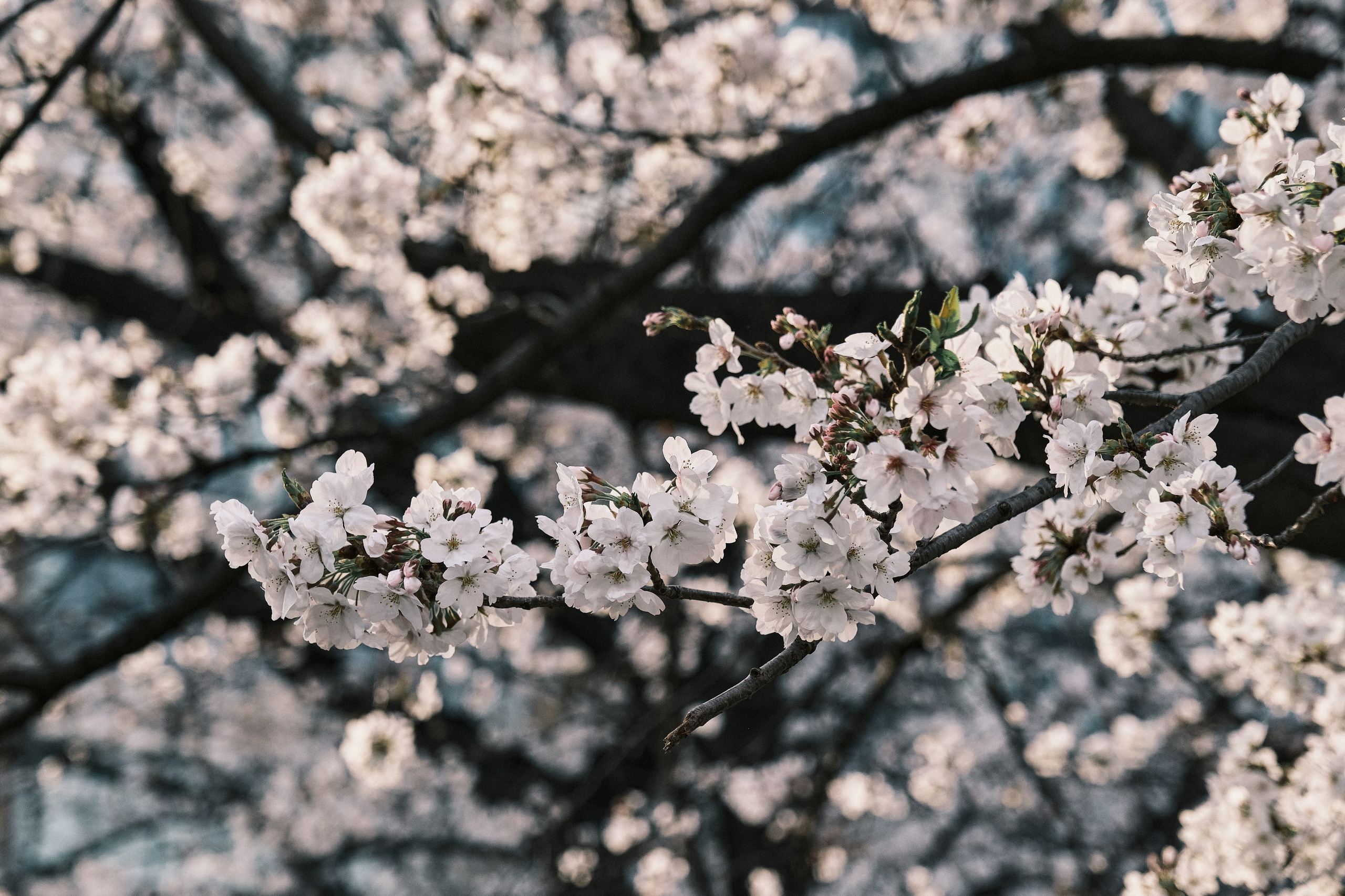 Japan / Osaka≫Kyoto≫Tokyo. Aleksandr Kobtsev