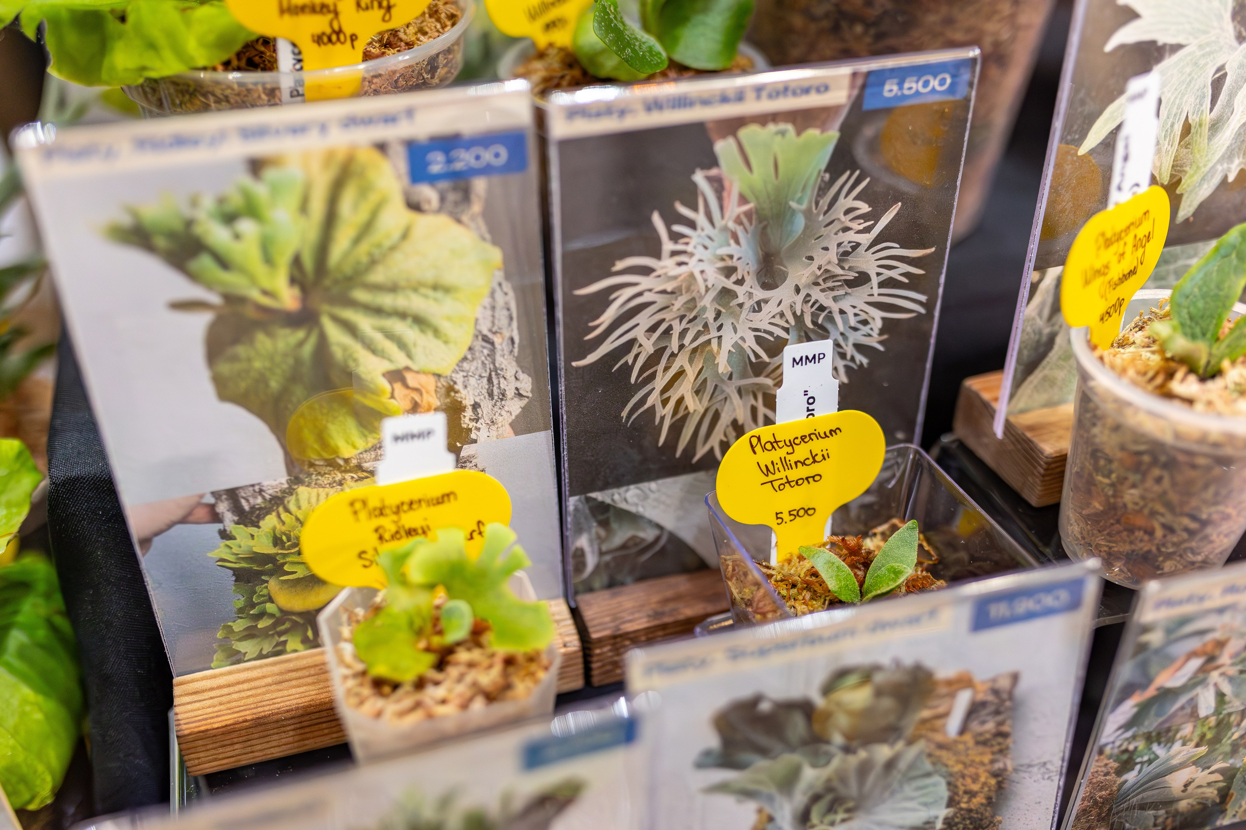 Монстериум апрель 2026. Александра Куликова фотограф, Москва