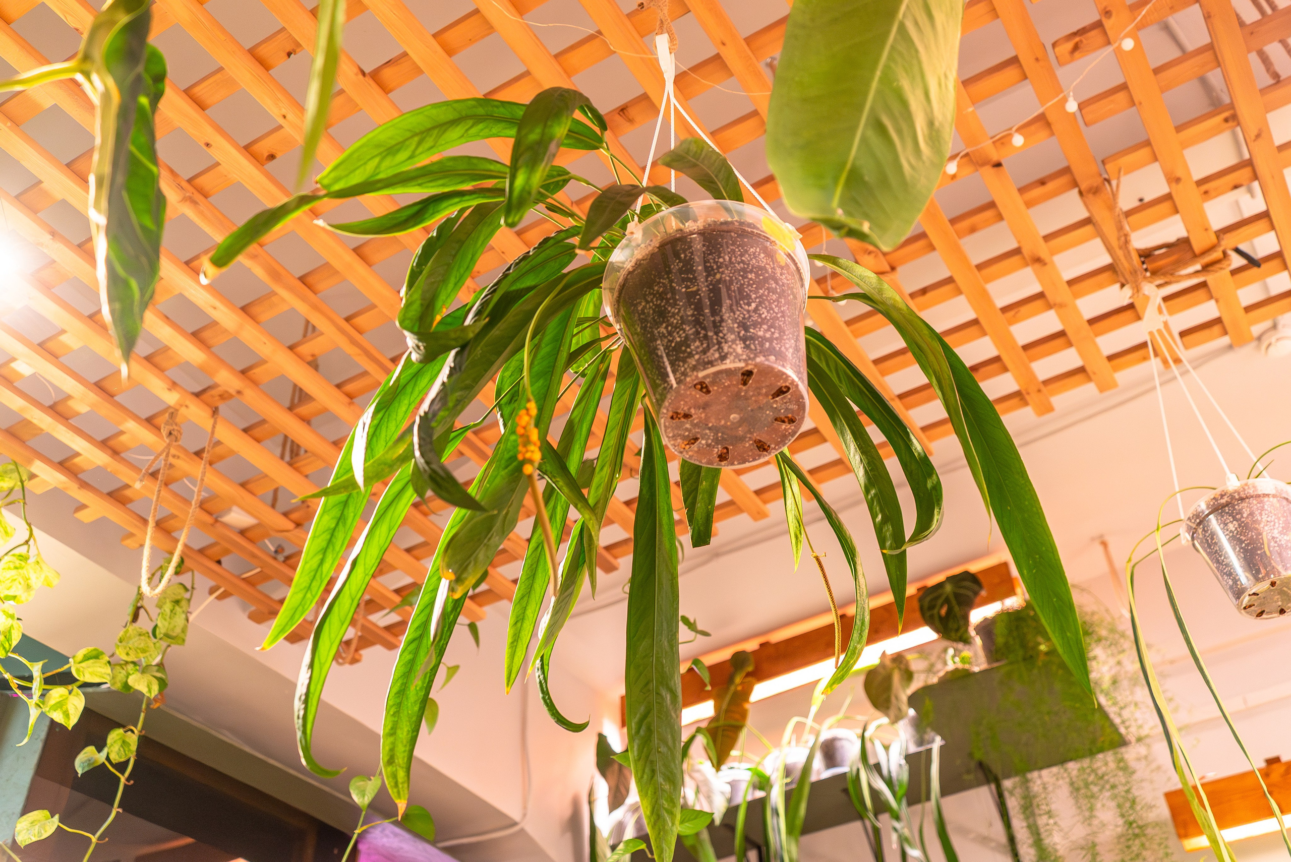 Make more plants. Александра Куликова фотограф, Москва