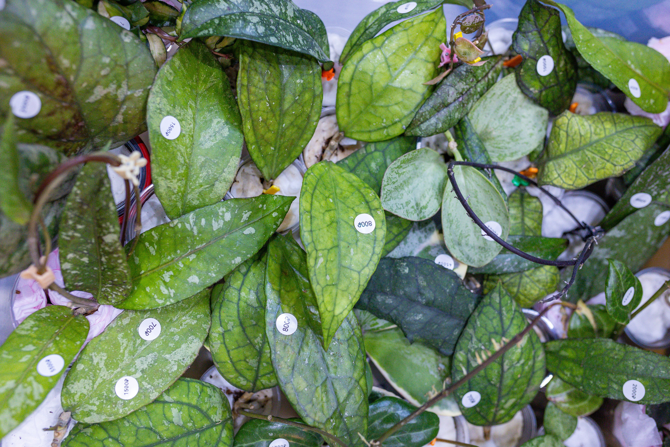 Орхидиум 12.2025. Александра Куликова фотограф, Москва