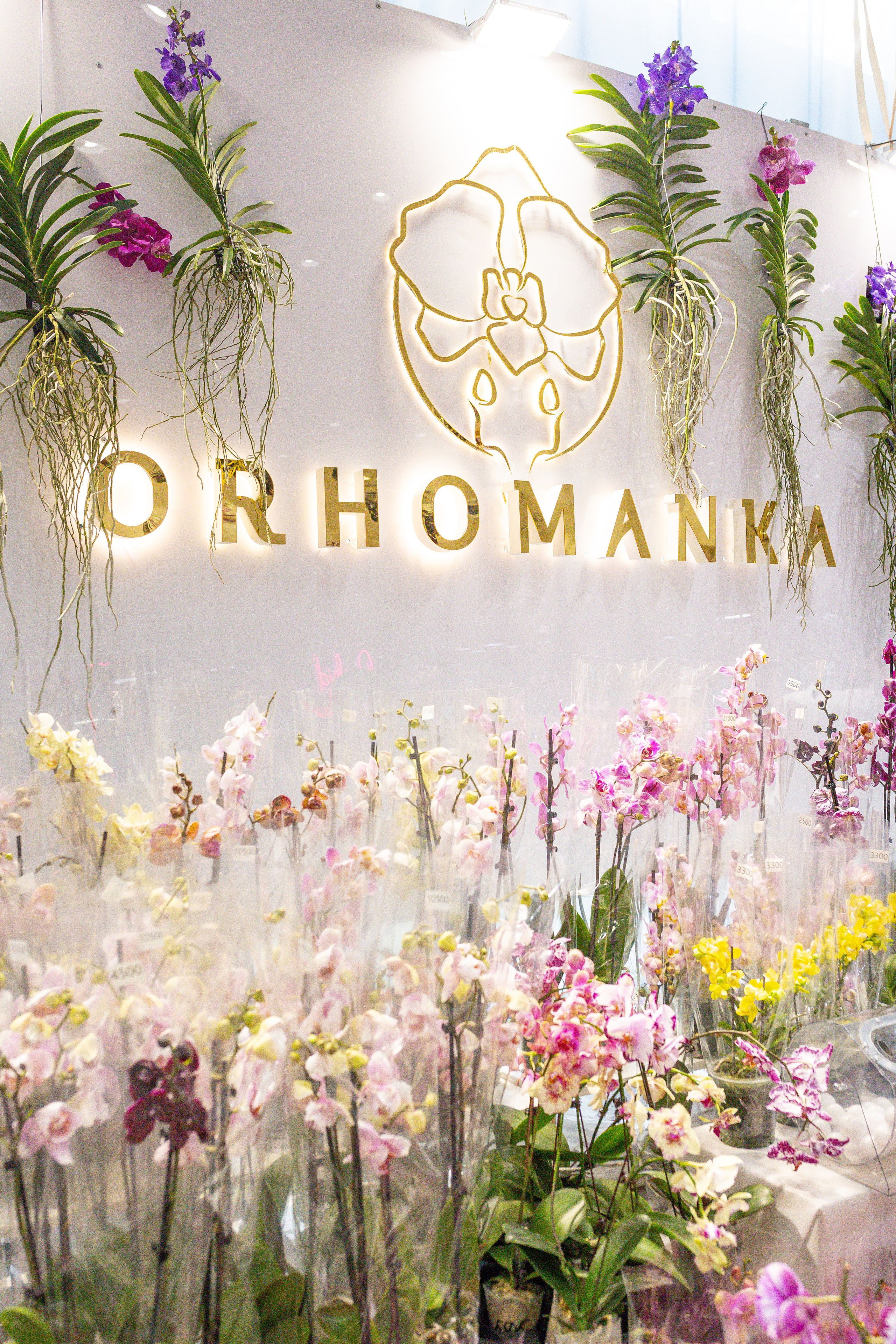 Орхидиум май 2025. Александра Куликова фотограф, Москва